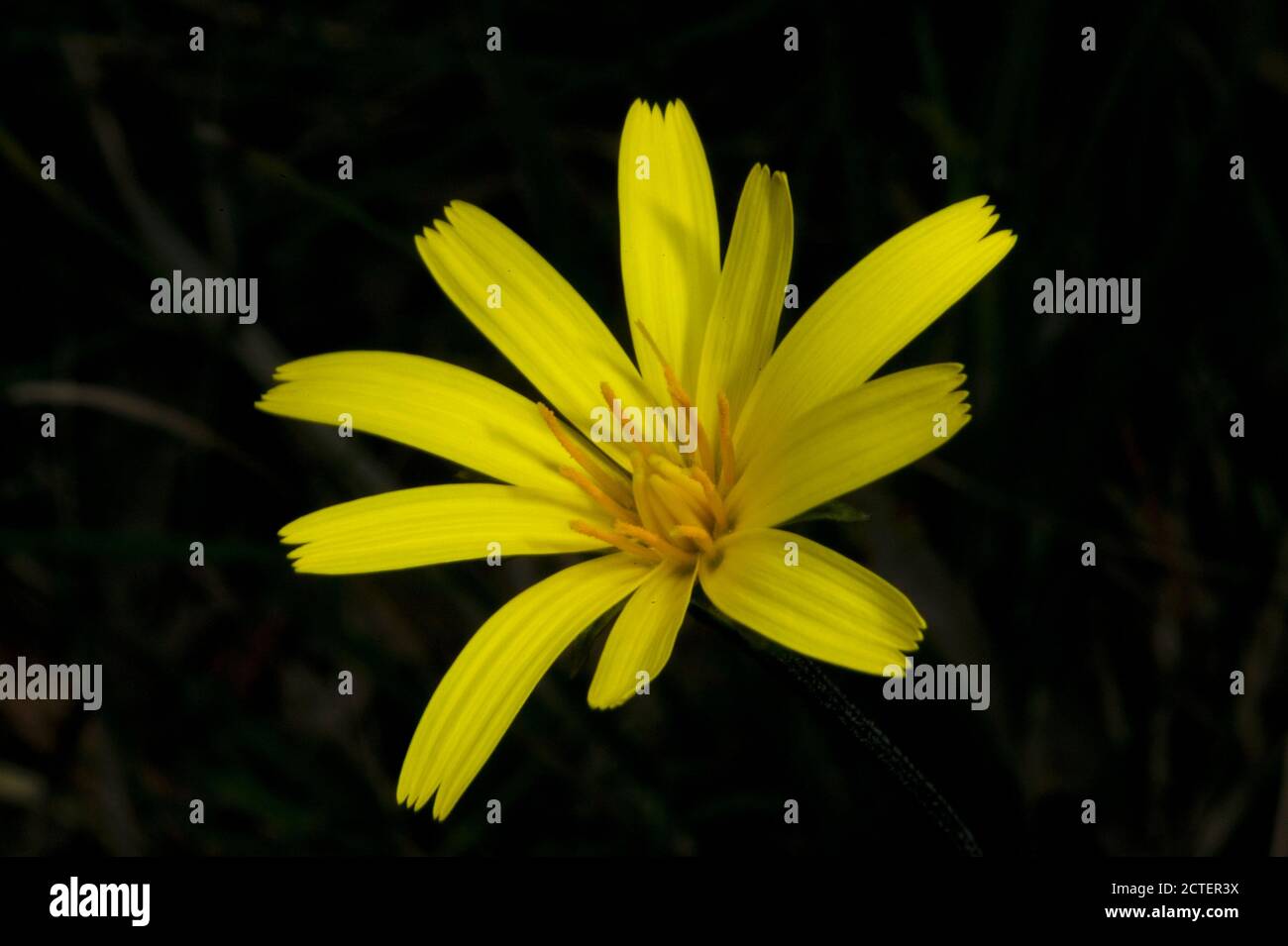Eine Yam Daisy Blume in voller Blüte mit einer wunderschönen gelben Blume - unter der Erde ist eine essbare Knolle - die ihr ihren Namen gibt. Stockfoto