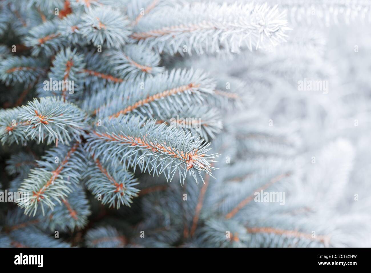 Blaue Fichtenzweige mit Frost und Schnee. Nahaufnahme mit selektivem Weichfokus auf Nadeln Stockfoto