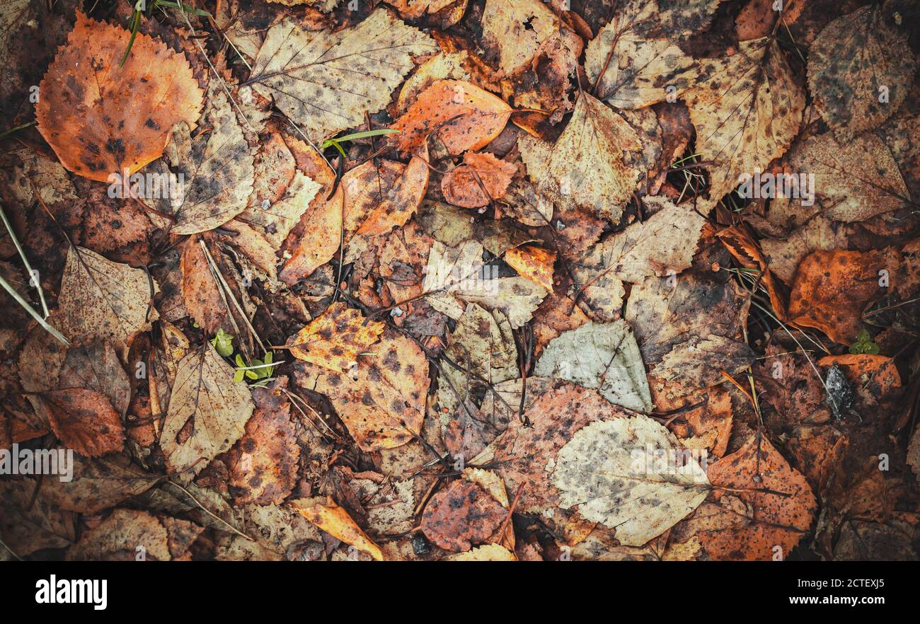 Grüngelbe Herbstblätter lagen auf dem Boden, natürlicher Fotohintergrund, Draufsicht Stockfoto Grüngelbe Herbstblätter lagen auf dem Boden, natürlicher Fotohintergrund, Draufsicht Stockfoto