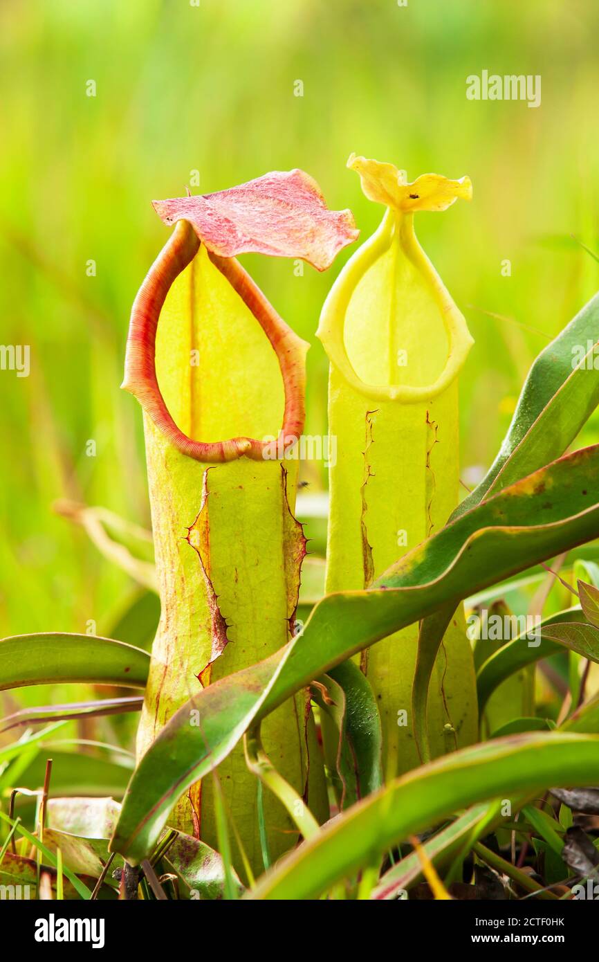Nahaufnahme von roten und grünen Nepenthes oder tropischen Krug Pflanzen mit Insekten auf Phu Kradueng Plateau, Thailand. Stockfoto