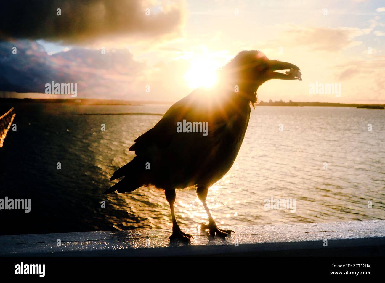 Mystic Hooded Crow, Corvus cornix, hält Walnuss in seinem Schnabel mit Sonnenaufgang über dem Meer auf dem Hintergrund. Künstlerische Filterung. Stockfoto