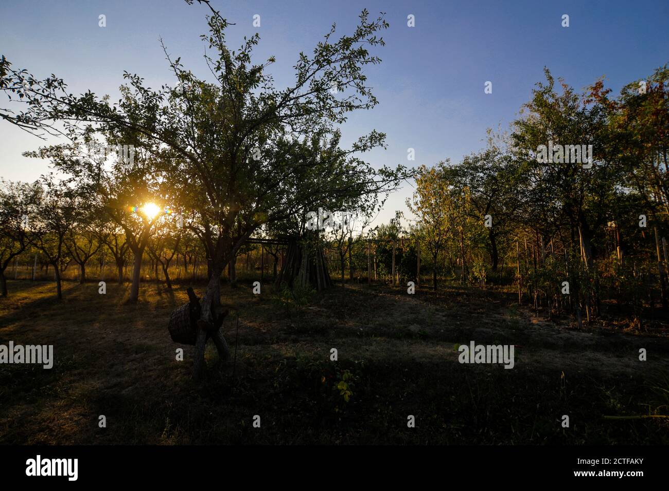 Pflaumenbäume an einem sonnigen Herbsttag in einem Obstgarten Im ländlichen Rumänien Stockfoto