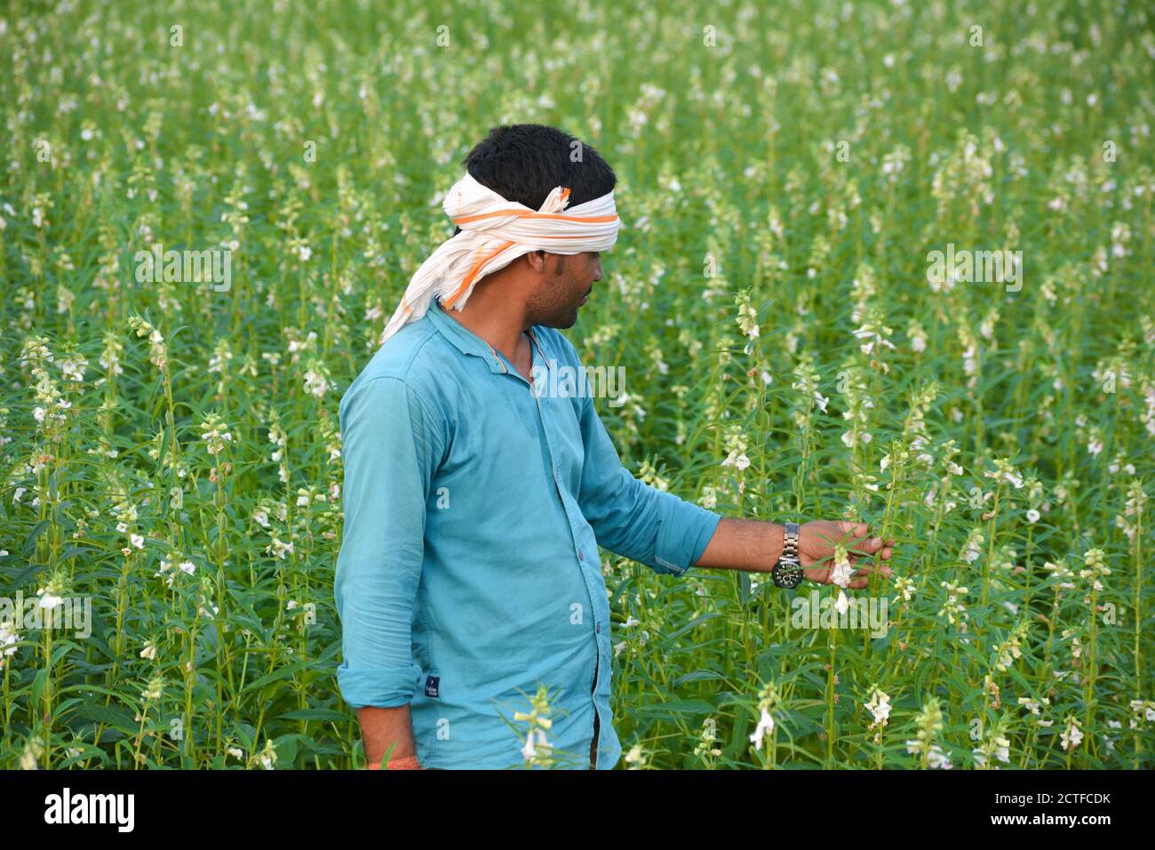 TIKAMGARH, MADHYA PRADESH, INDIEN - 15. SEPTEMBER 2020: Indische Farmerin auf Sesamfeld. Stockfoto