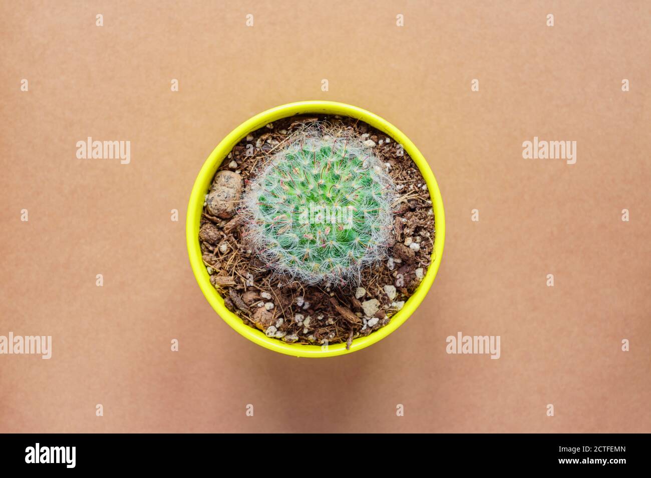 Draufsicht auf Mammillaria bombycina Kaktus in gelber Keramik Topf om braunen Hintergrund. Stockfoto