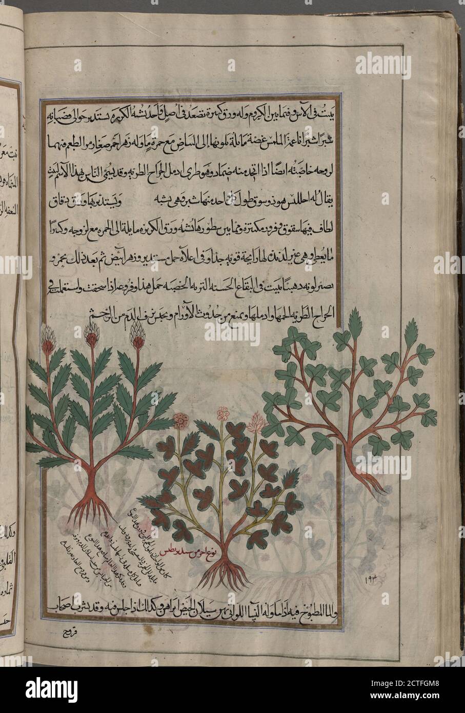 Ironwort; Feigenkraut, hastig Roger (Scrophularia lucida), gekennzeichnet als Sorten von saydîrîtîs rechts und Mitte; nicht Ironwort; möglicherweise Yarrow (Achillea sp.) wie auf f. 187v links, Standbild, 1889 - 1890, Mîrzâ Bâqir (fl. 19. jh.), Dioscorides Pedanius, von Anazarbos Stockfoto