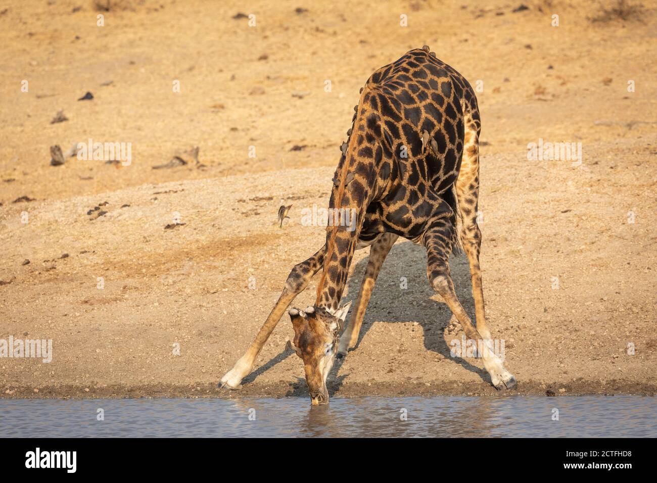 Horizontales Porträt einer erwachsenen männlichen Giraffe, die am steht Flussufer Trinkwasser im Krüger Park im Süden Afrika Stockfoto