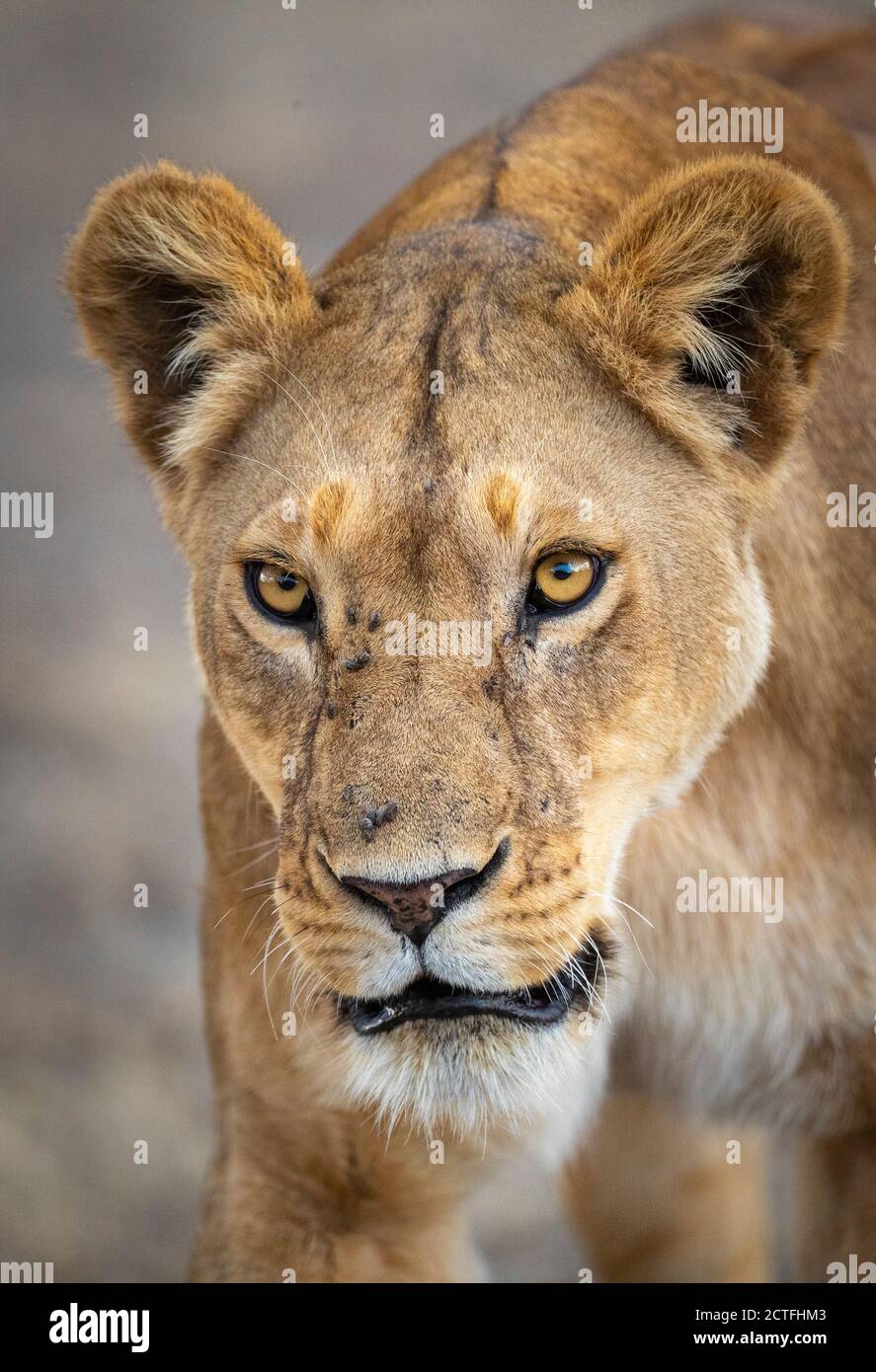 Vertikales Porträt einer Löwin im Krüger Park im Süden Afrika Stockfoto