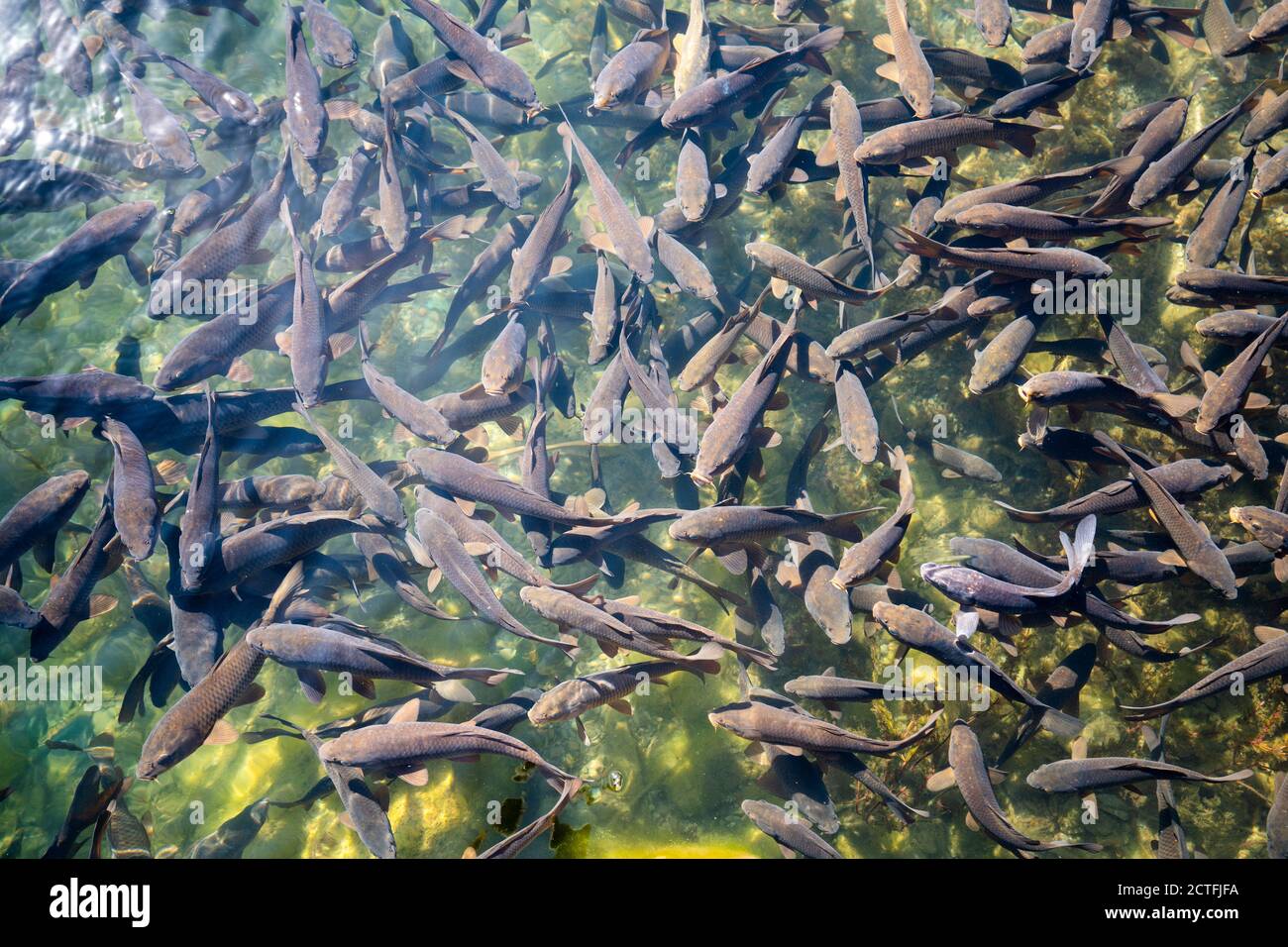 Forellen flussteich Fotos und Bildmaterial in hoher Auflösung Alamy