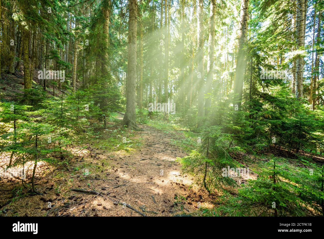 Schöner Wald im Frühling mit strahlender Sonne, die durch die Bäume scheint. Hochwertige Fotos Stockfoto