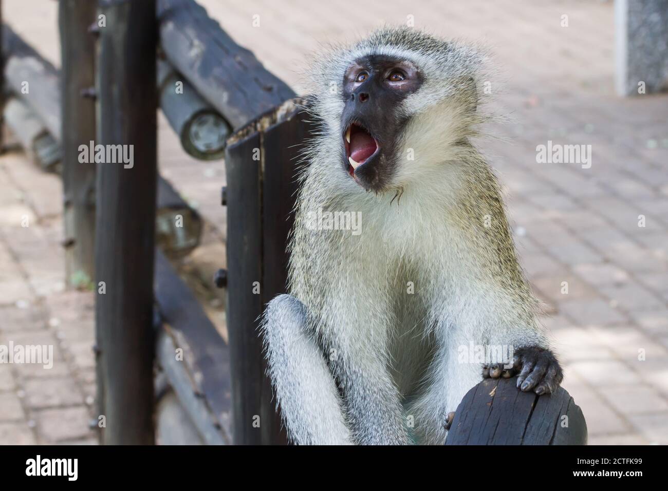 Vervet-Affe (Chlorocebus pygerythrus) mit offenem Mund und Zähnen, die überrascht und erschrocken im Krüger National Park, Südafrika, aussehen Stockfoto
