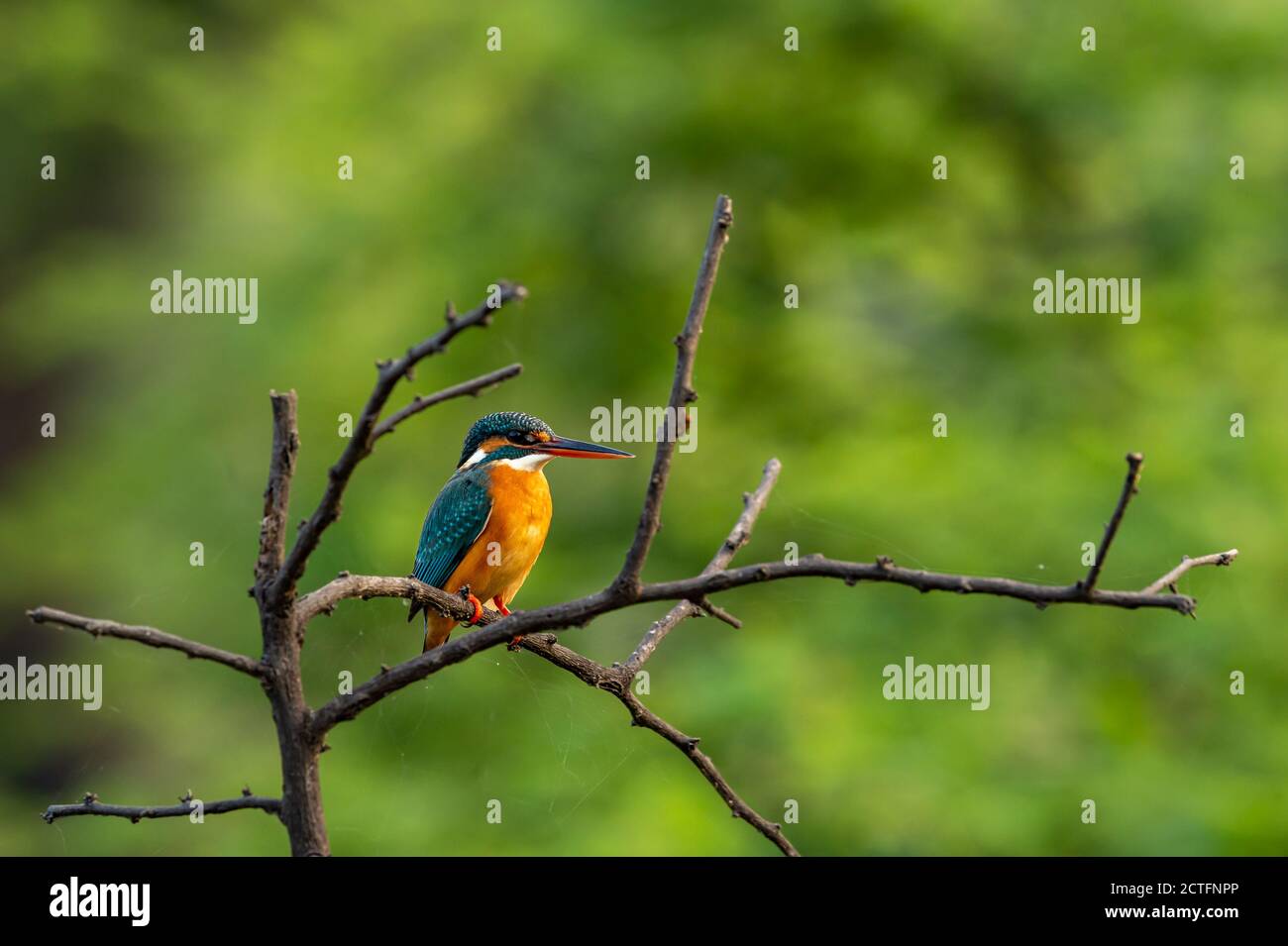 Eisvogel oder Alcedo atthis ist ein kleiner farbenfroher Vogel Sitzen auf Barsch mit natürlichen grünen Hintergrund bei keoladeo ghana Nationalpark indien Stockfoto