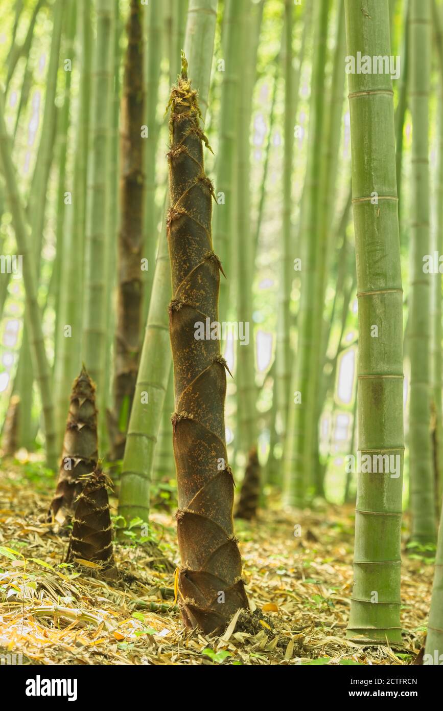 Braune Knospen von Bambuspflanzen in einem Wald. Stockfoto