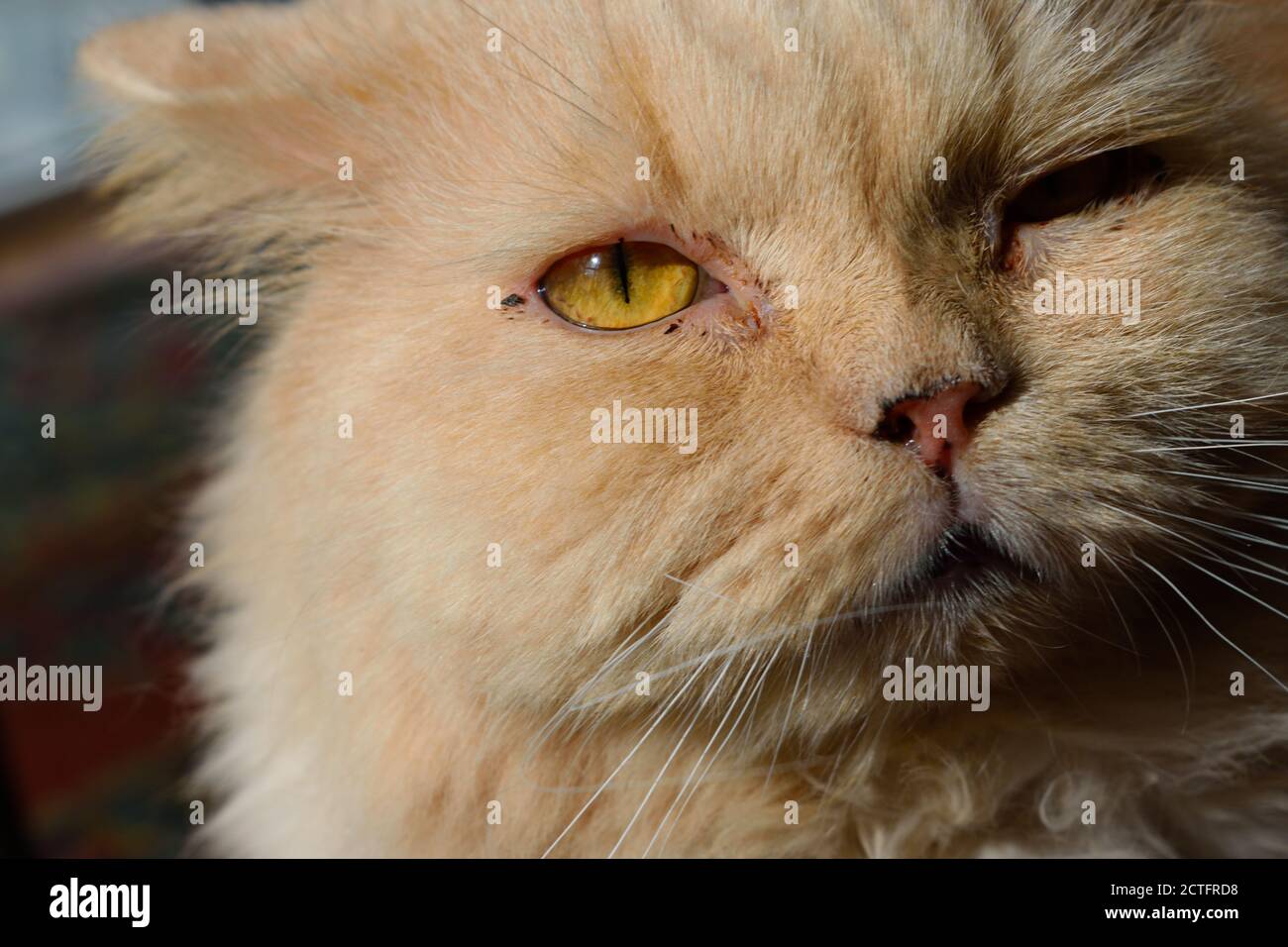 Retten Sie Katze mit geschwollenem Zahnfleisch von der Gum-Krankheit Stockfoto