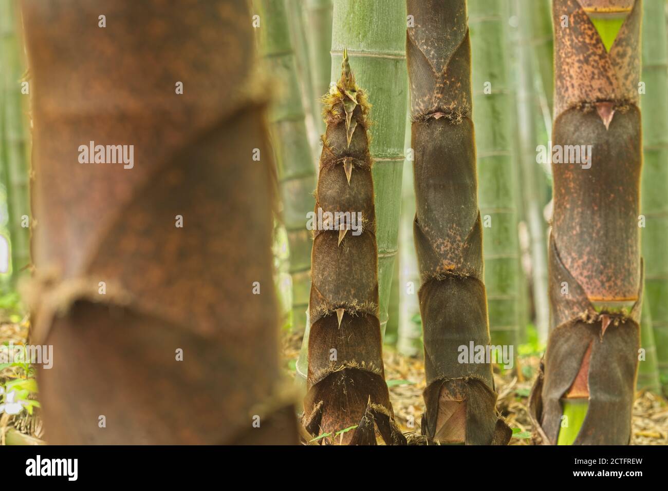 Braune Knospen von Bambuspflanzen in einem Wald. Stockfoto