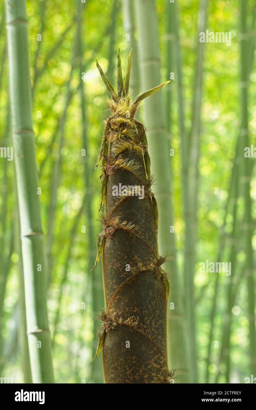 Braune Knospen von Bambuspflanzen in einem Wald. Stockfoto