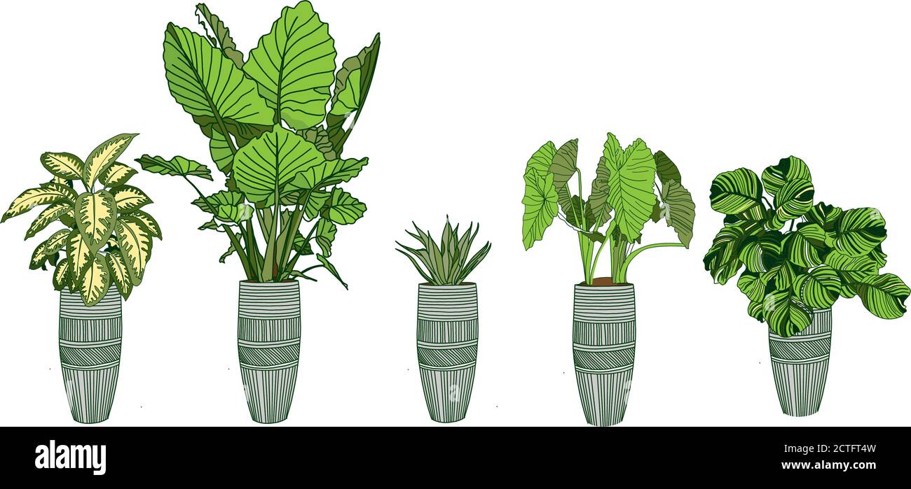 Alocasia, Dieffenbachia, Strelitzia und Haworthia. Zimmerpflanzen Sammlung in einem Topf isoliert auf weißem Hintergrund. Startseite Blumen Cliparts. Stock Vektor
