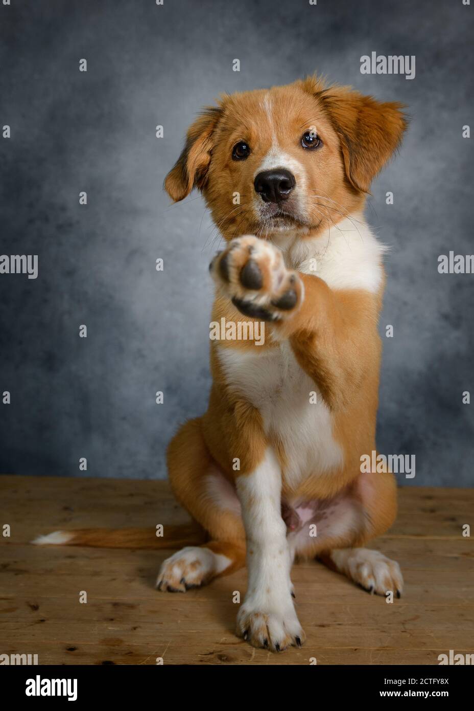 Collie Mix Welpen Stockfotos und bilder Kaufen Alamy