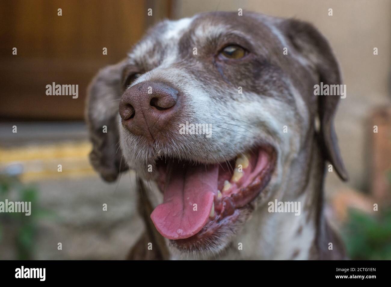 Glücklicher guter Hund lächelt, als sein Meister ankommt. Stockfoto