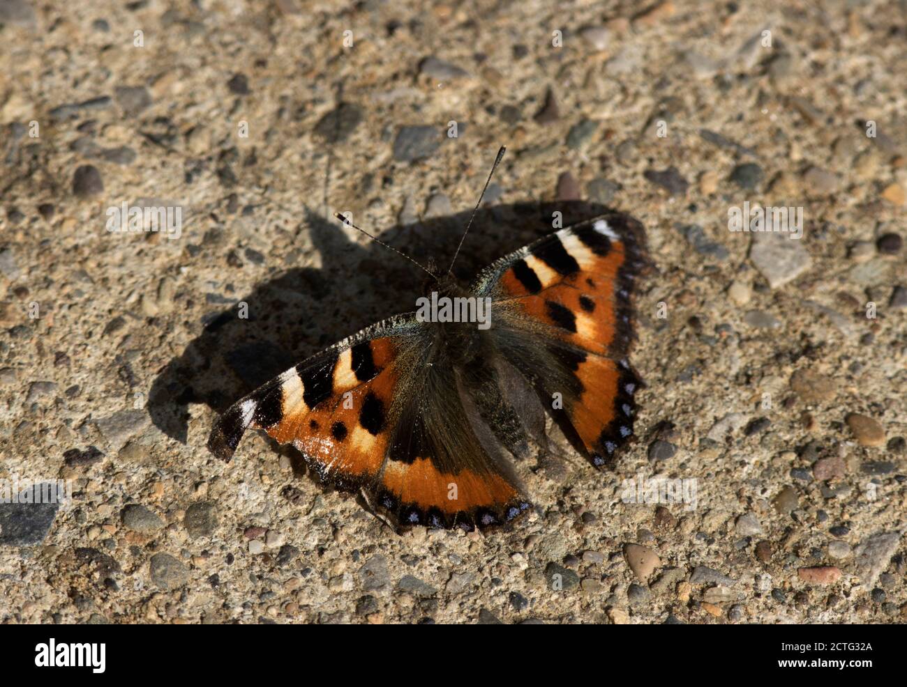 Ein kleiner Tortoiseshell Schmetterling, der sich sonnen. Diese bunten mittelgroßen Schmetterlinge sind glücklicherweise noch relativ häufig in Großbritannien Stockfoto