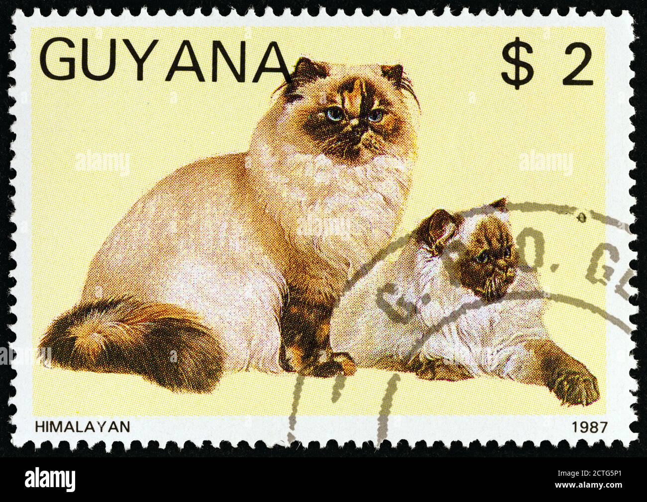 GUYANA - UM 1988: Eine in Guyana gedruckte Marke aus der 'Cats'-Ausgabe zeigt Himalayan, um 1988. Stockfoto