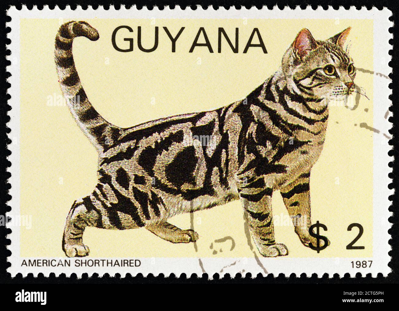 GUYANA - UM 1988: Eine in Guyana gedruckte Briefmarke aus der 'Cats'-Ausgabe zeigt American Shorthaired, um 1988. Stockfoto