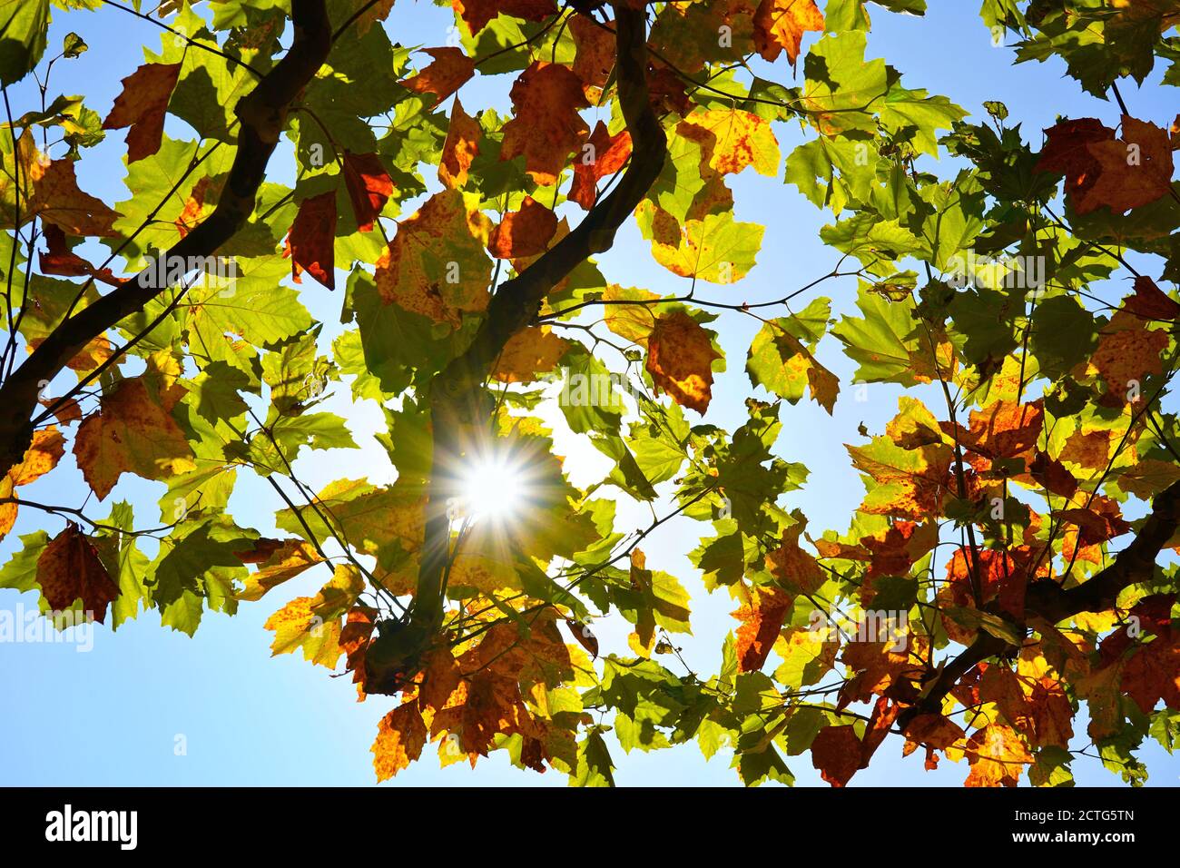 Ein Baum im Spätsommer mit sternförmigen Sonnenstrahlen, die durch die Blätter scheinen. Stockfoto