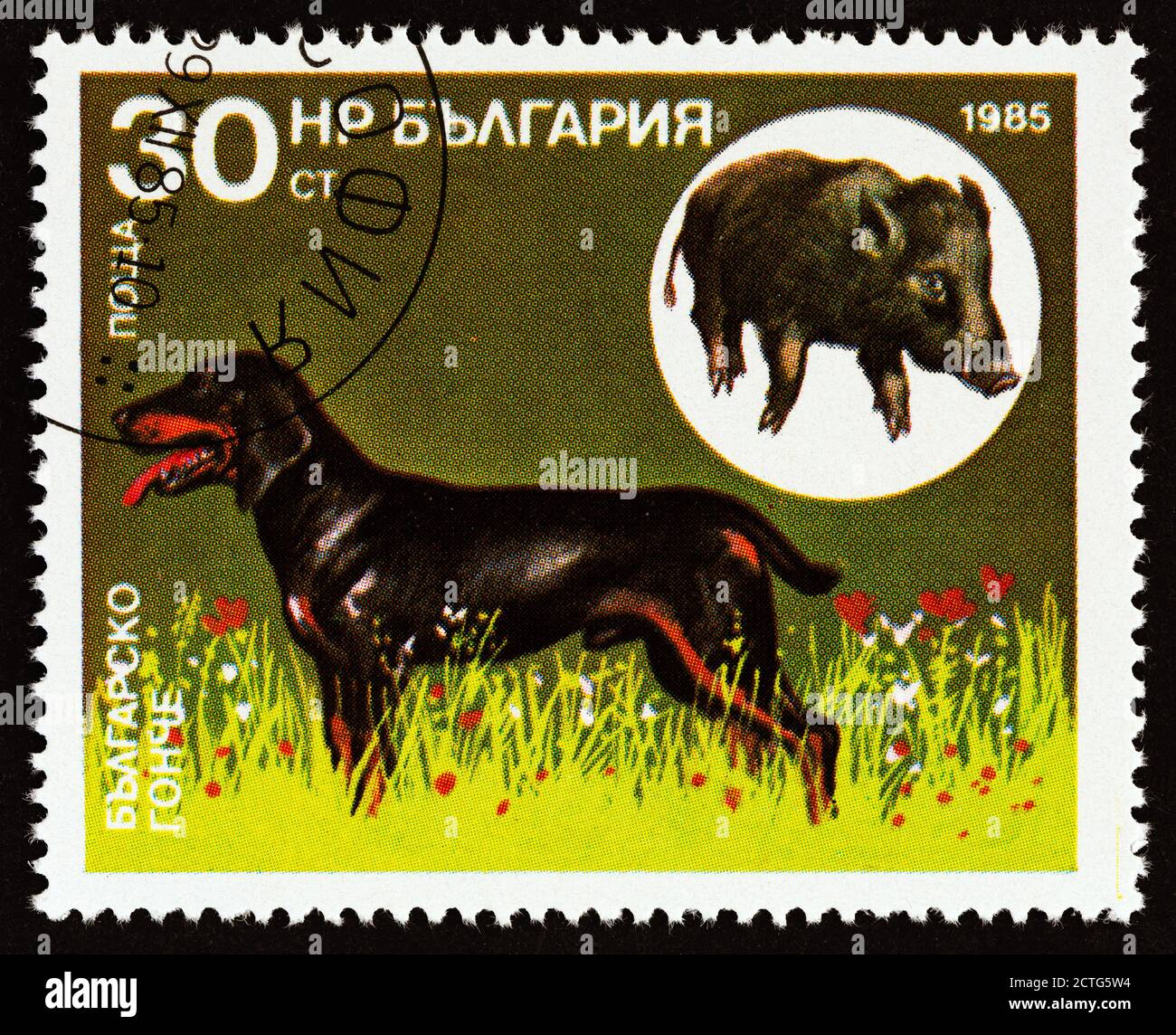 BULGARIEN - UM 1985: Eine in Bulgarien gedruckte Briefmarke aus der Ausgabe 'Jagdhunde' zeigt bulgarischen Szenehund, Wildschwein (Sus scrofa) Stockfoto