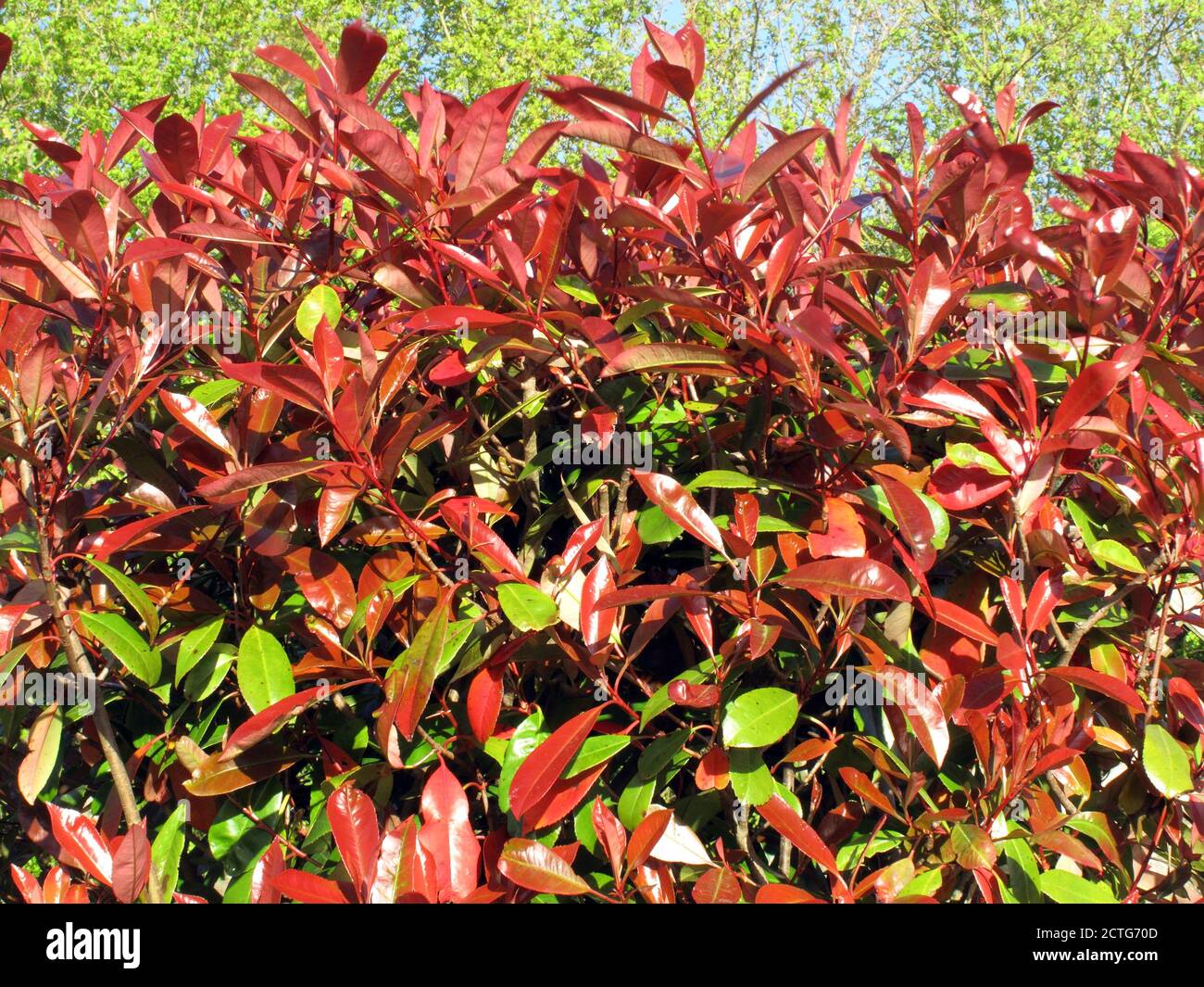 Photinia x fraseri Busch allgemein bekannt als Red Robin, die Ist eine  blhende mehrjhrige immergrnen Strauch Stock Foto Bild Stockfotografie -  Alamy