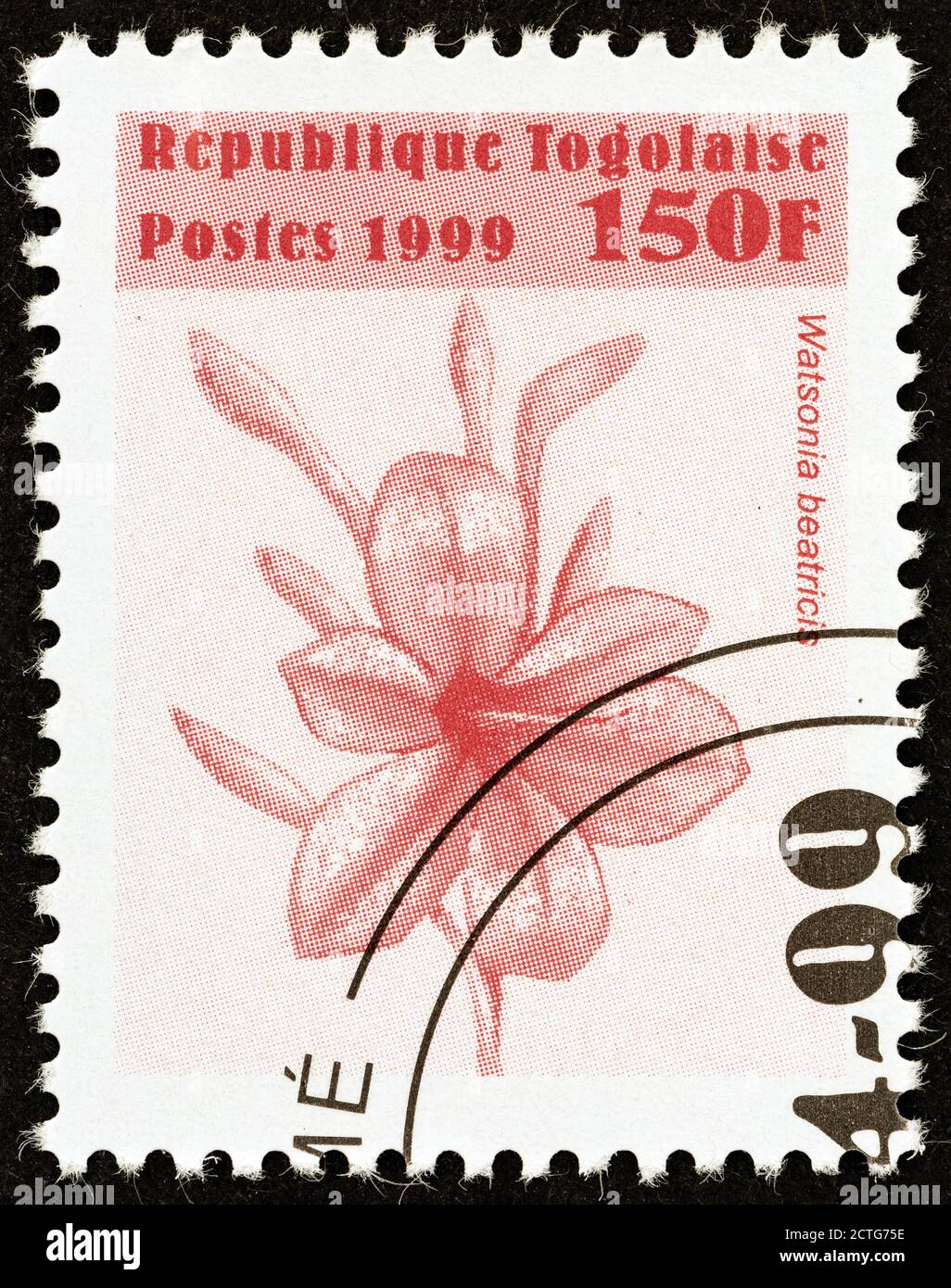 TOGO - UM 1999: Eine in Togo gedruckte Marke aus der 'Blumen'-Ausgabe zeigt Watsonia beatricis, um 1999. Stockfoto