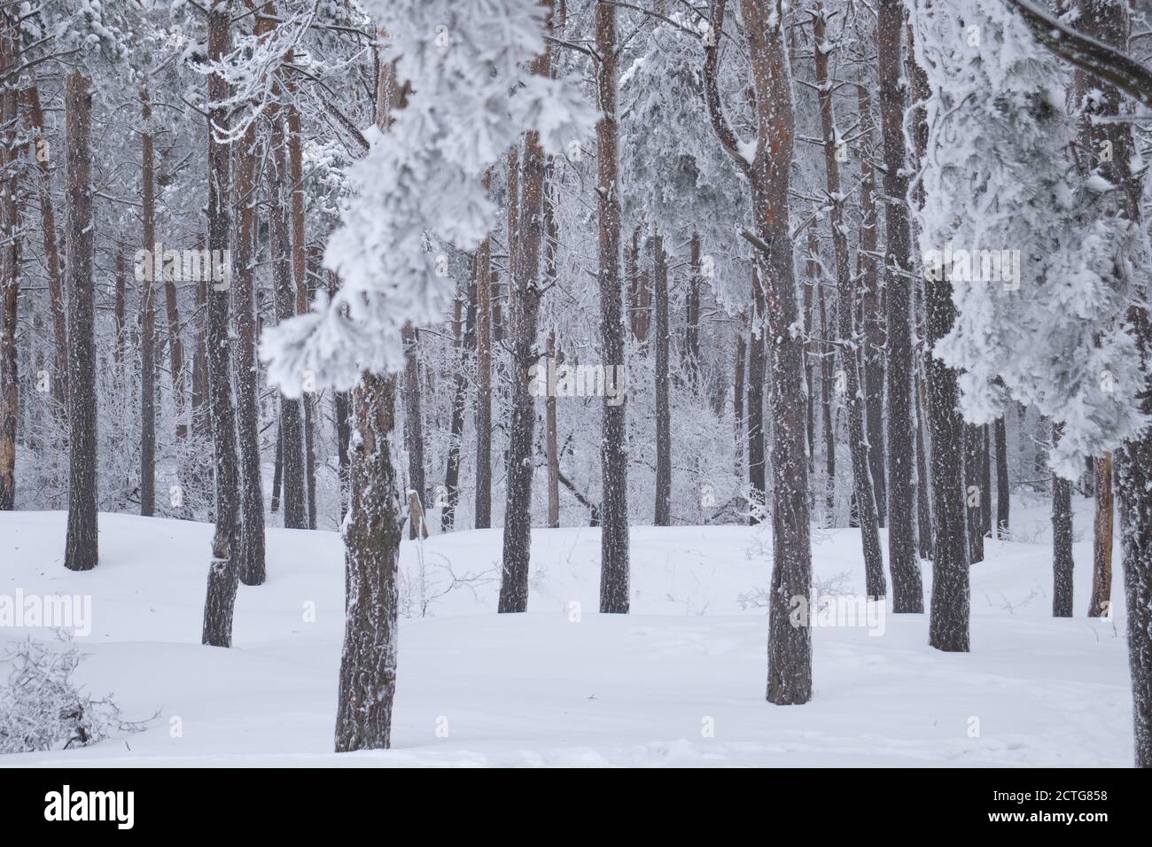 Weißer Wald im Winter, Schnee kalt Stockfoto