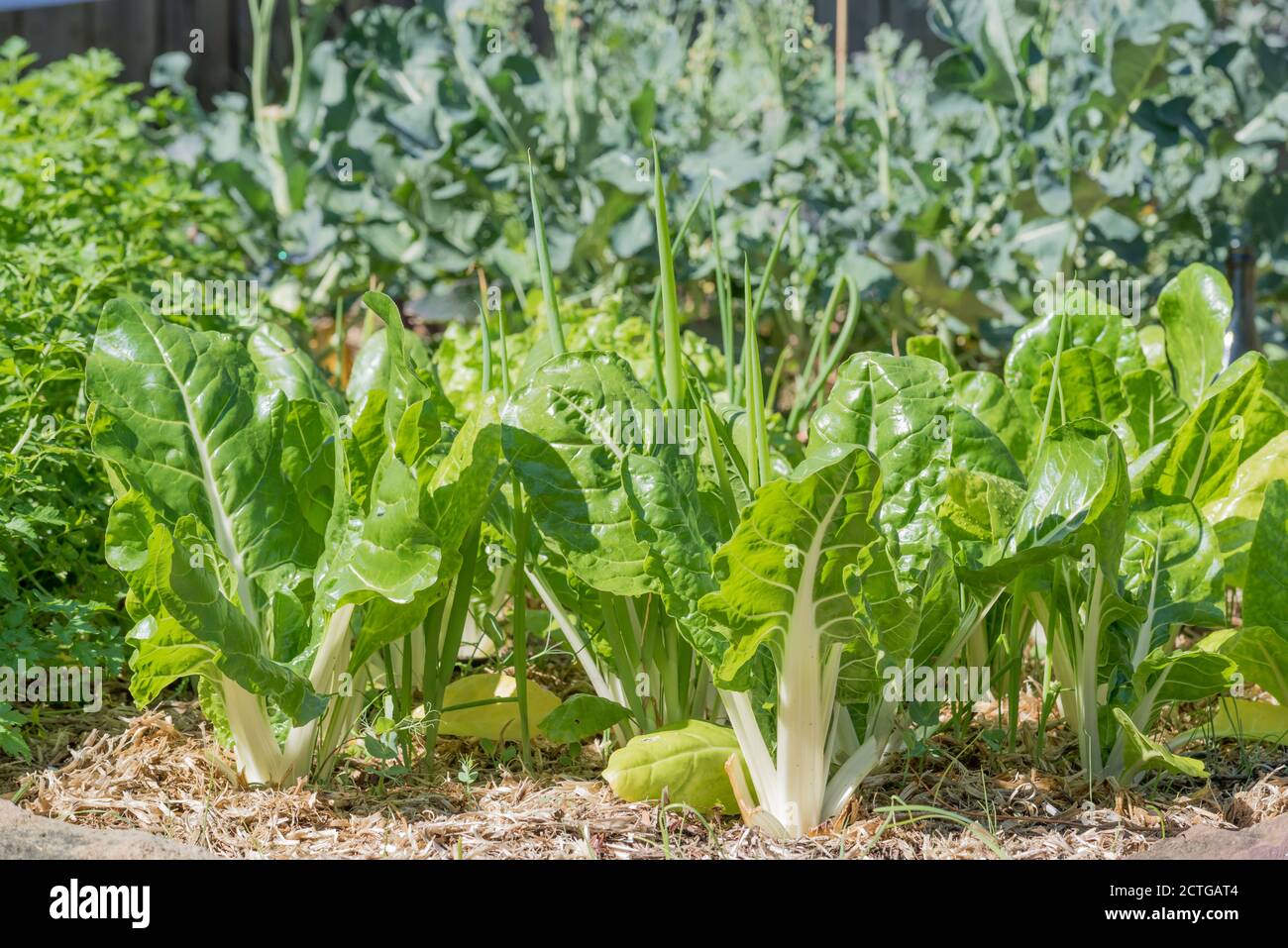 Silberrüben, Mangold oder Seekale-Rüben (Beta vulgaris), Vordergrundkale und Russischer Kale (Brassica napus va pabularia) in einem Gemüsebeet in Sydney Stockfoto