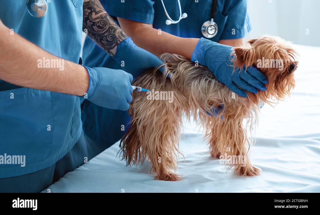 Tierarzt macht Impfstoffinjektion zu Yorkshire Terrier im Tierkrankenhaus, Nahaufnahme Stockfoto