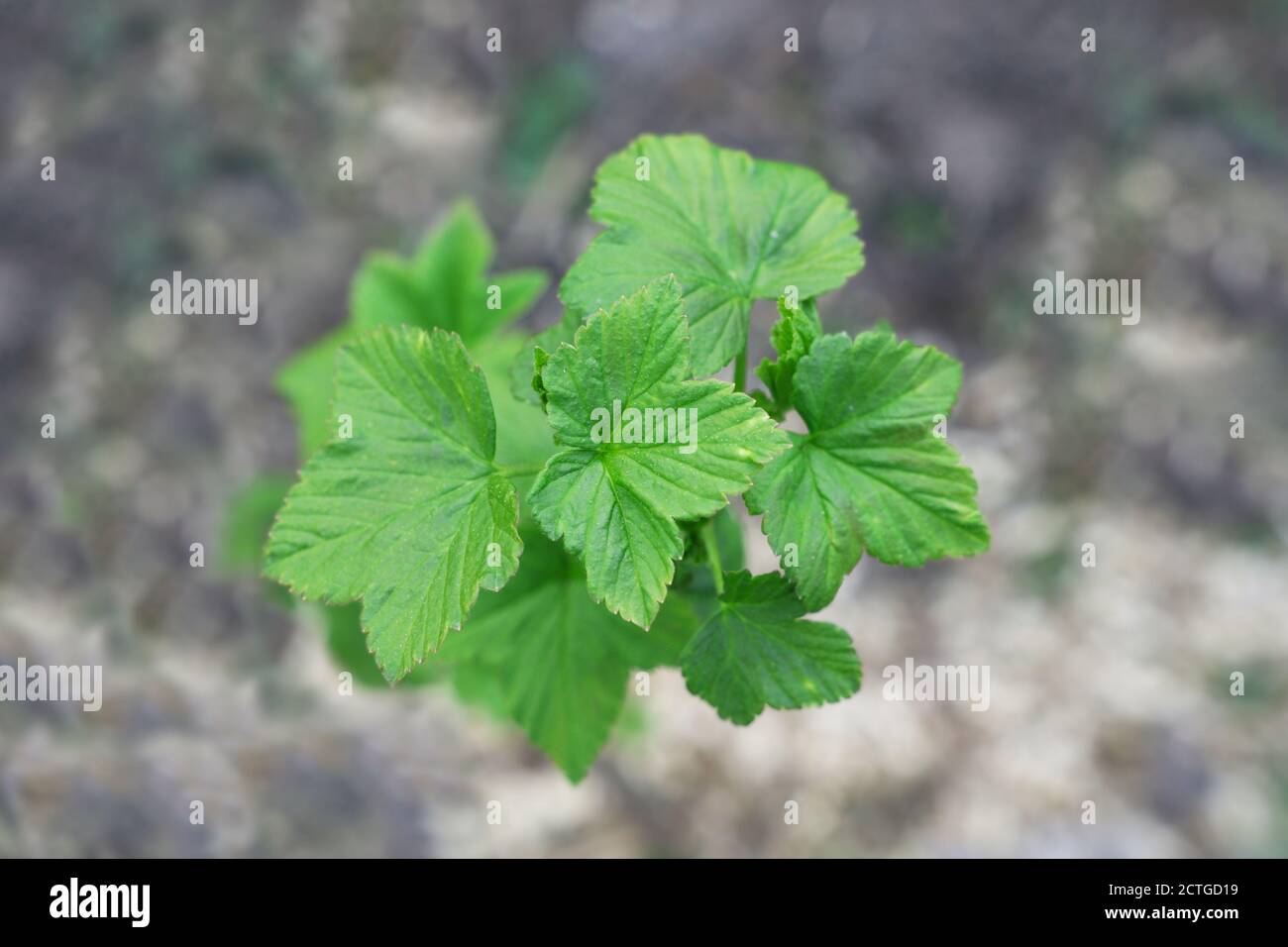 Junge grüne Pflanze auf Natur Grauer Hintergrund, Ökologie Thema, Neues Leben, kleiner Sämling Stockfoto