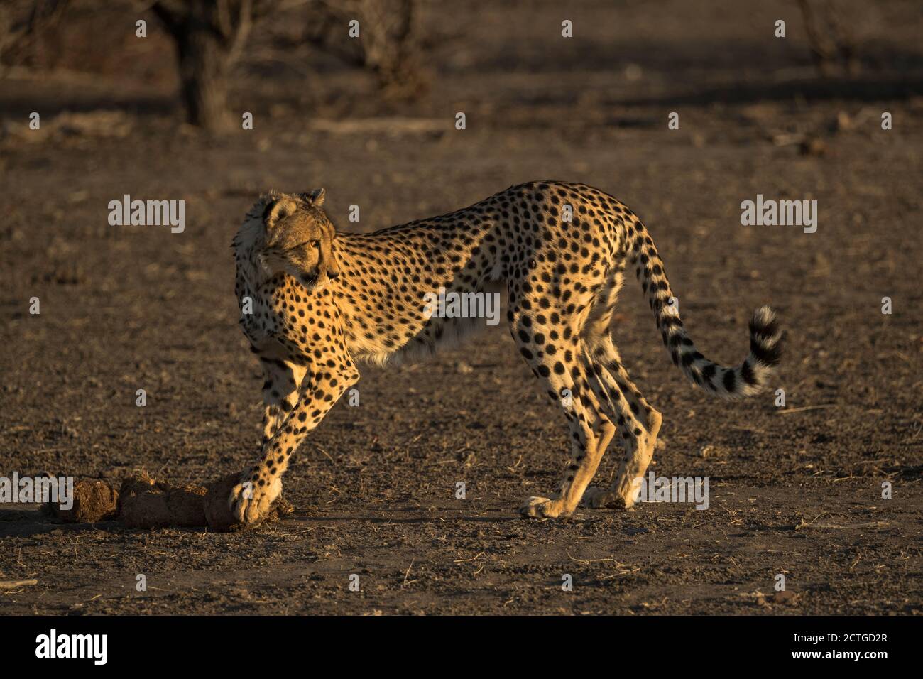 Gepard (Acinonyx jubatus) spielt mit Elefantenmist, Northern Tuli Wildreservat, Botswana Stockfoto