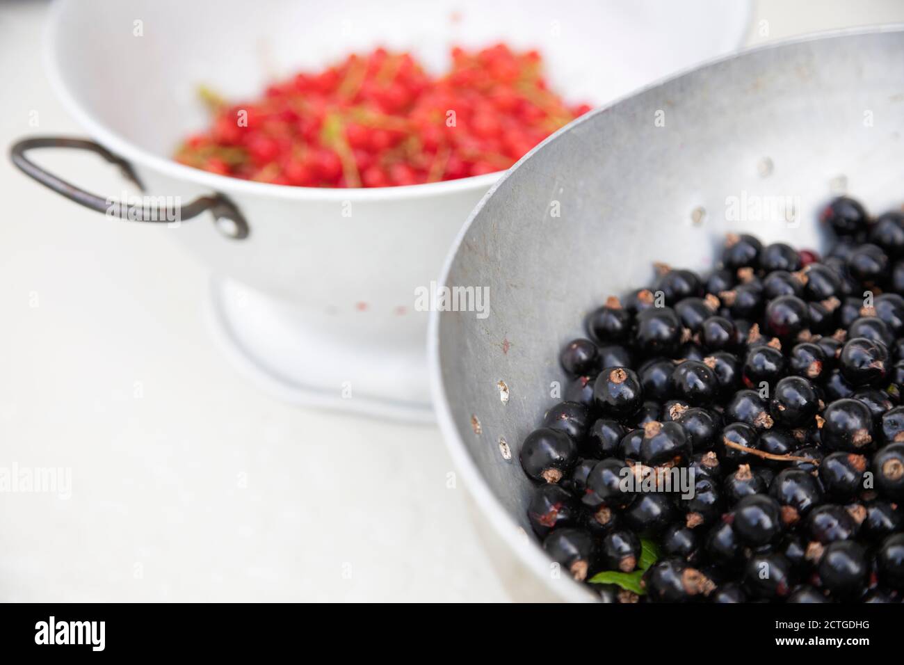 Einheimische schwarze Johannisbeeren (Ribes nigrum) und rote Johannisbeeren (Ribes rubrum), Northumberland, Großbritannien Stockfoto