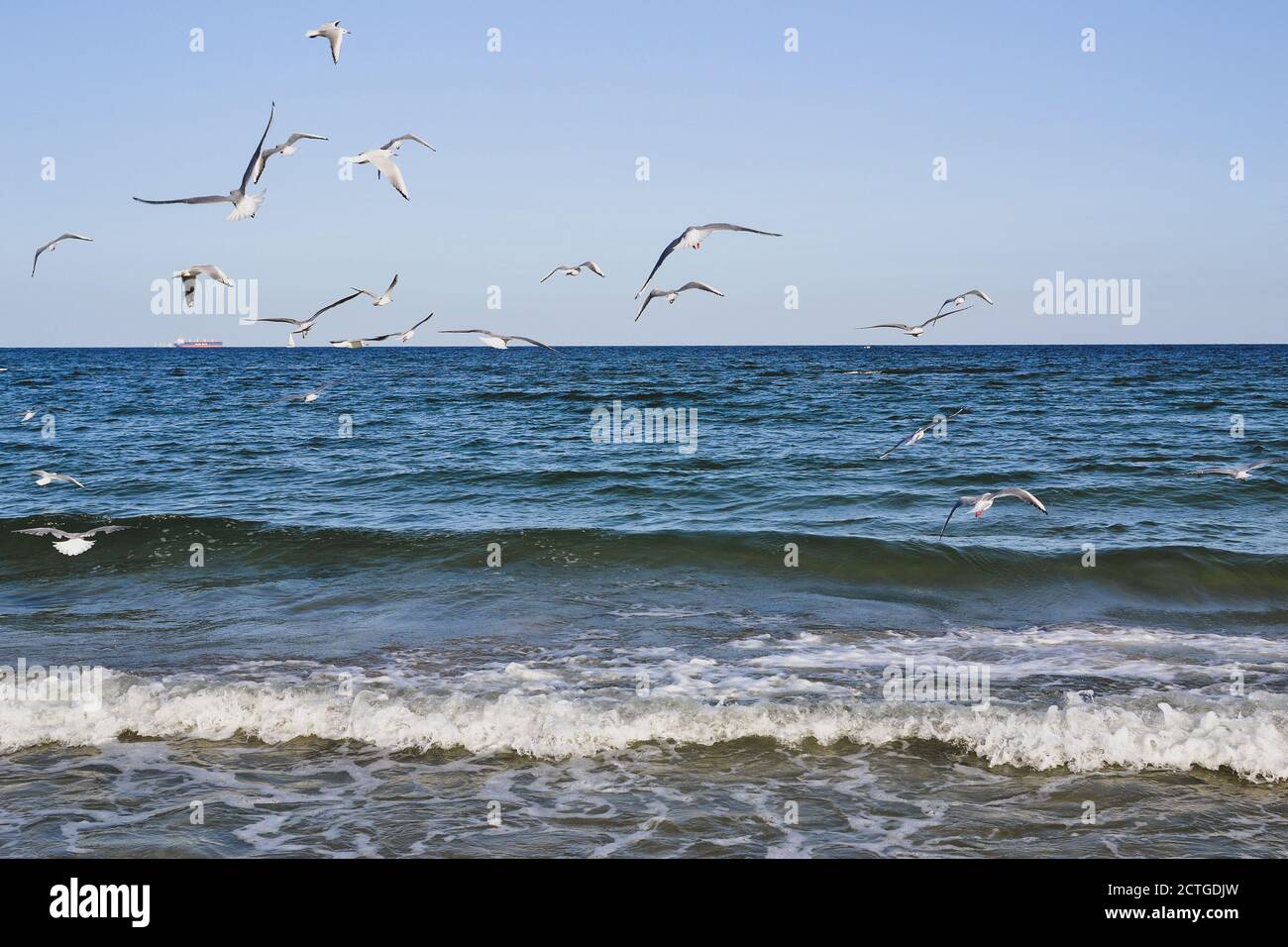 Möwen fliegen über das Meer. Stockfoto