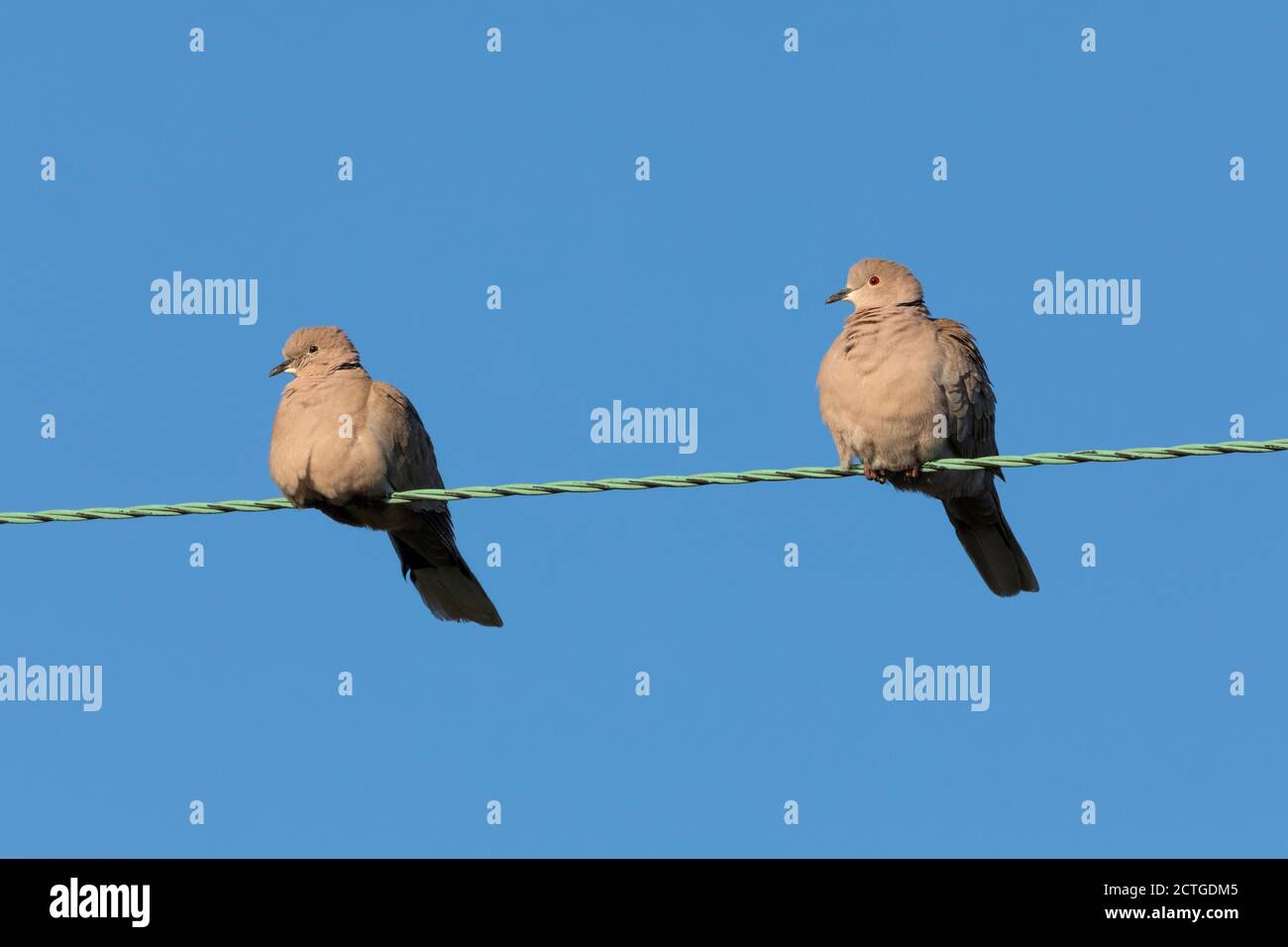Halstauben (Streptopelia decaocto), Northumberland National Park, Großbritannien Stockfoto