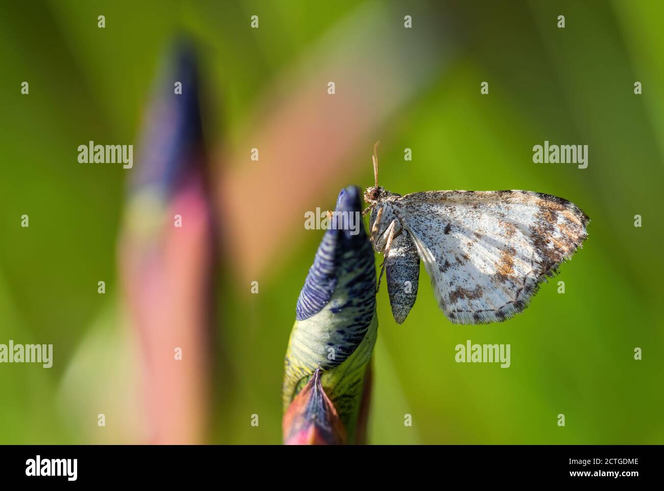 Gewöhnlicher Teppich - Epirrhoe alternata, kleine geometerförmige Motte aus europäischen Wiesen und Wiesen, Zlin, Tschechische Republik. Stockfoto