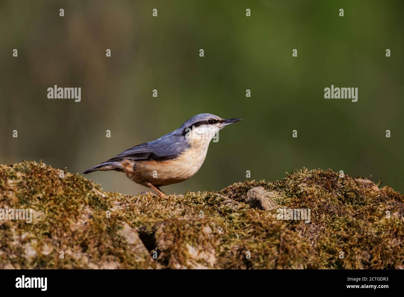 Nuthatch (Sitta europaea), Northumberland National Park, Großbritannien Stockfoto