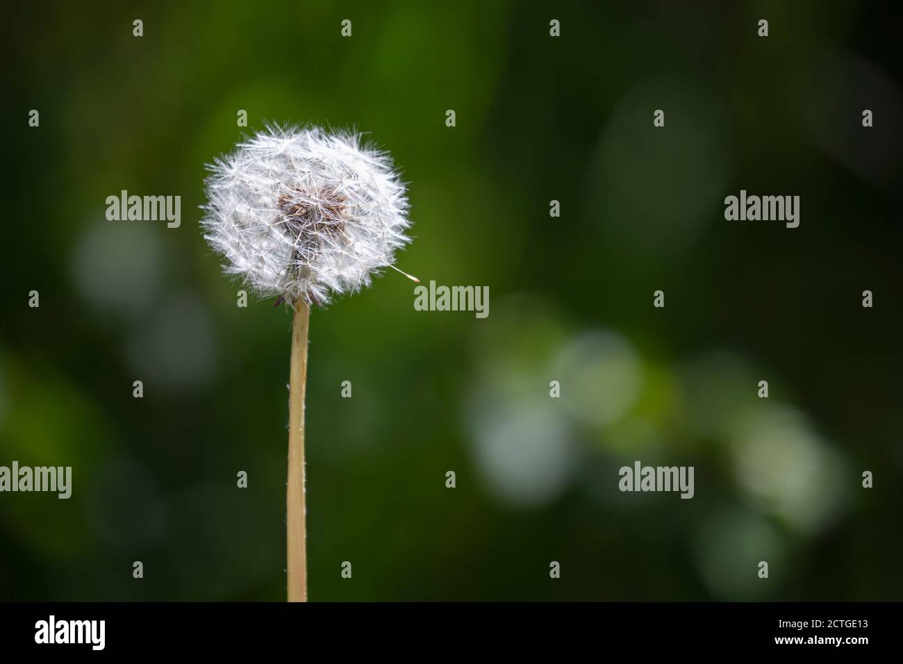Löwenzahn (Taraxacum officinale), Northumberland National Park, Großbritannien Stockfoto