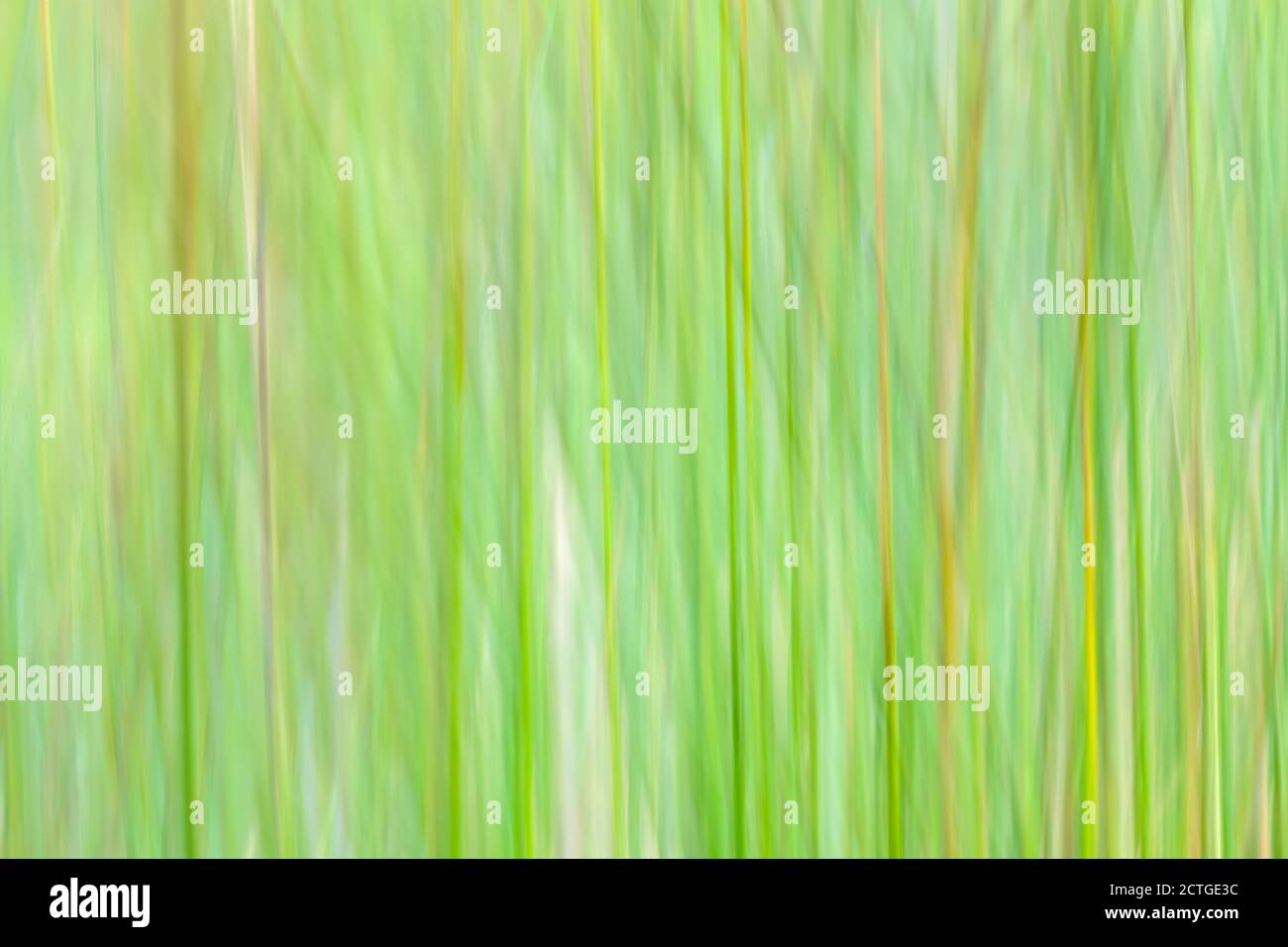 Grasses Abstract, Schottland, Großbritannien Stockfoto