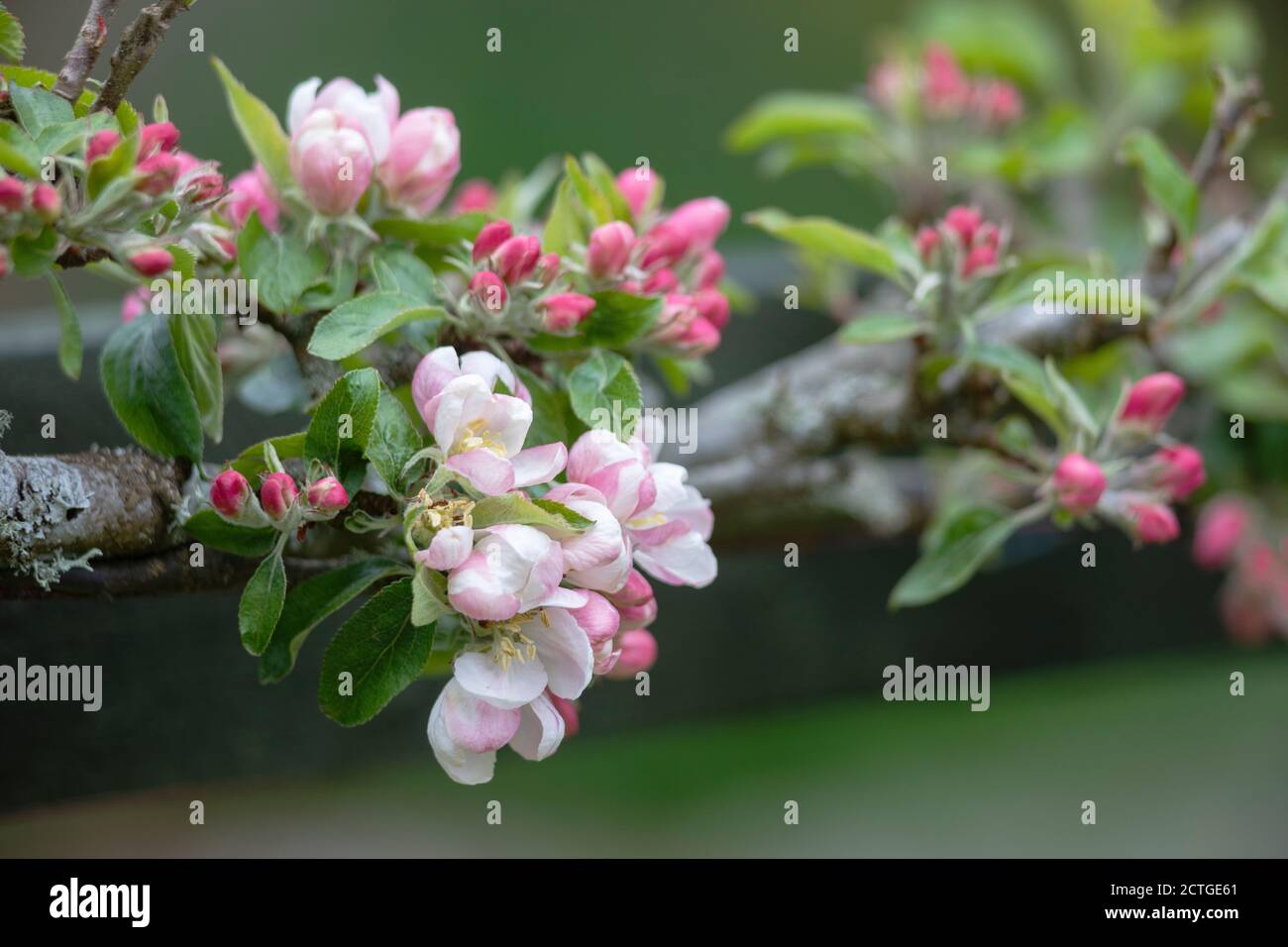 Apfelblüte (Malus domestica), Northumberland, Großbritannien Stockfoto