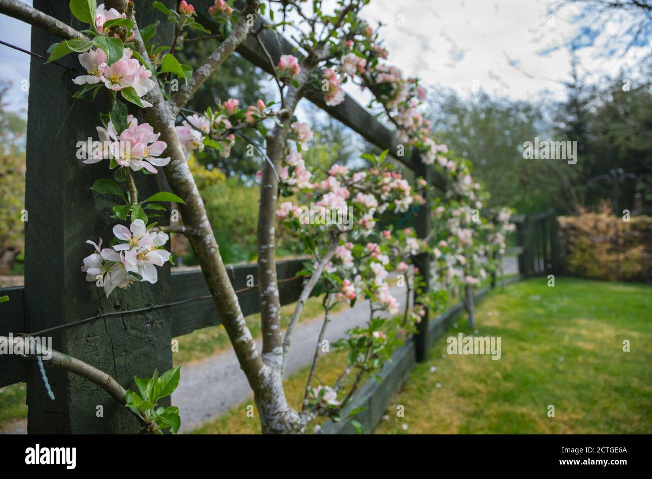 Apfelblüte (Malus domestica), Northumberland, Großbritannien Stockfoto