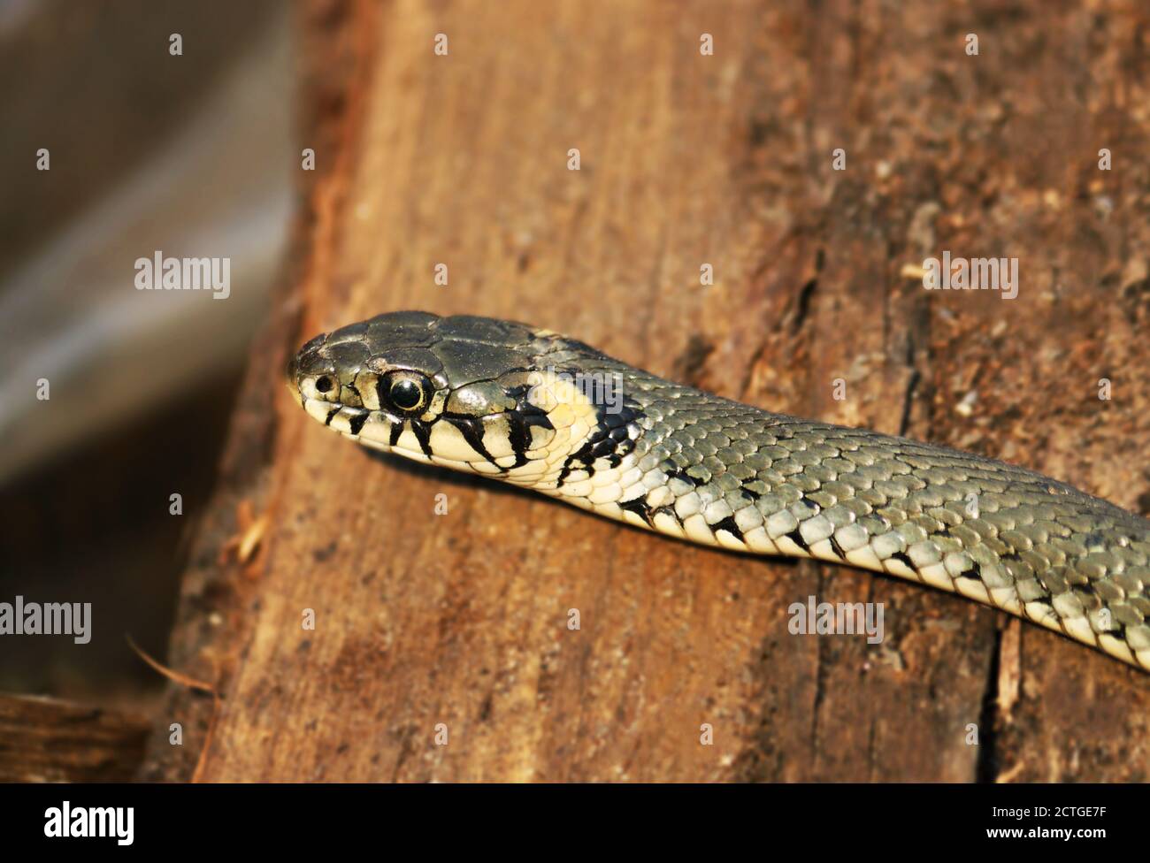 Wilde Schlangen auf einem hölzernen Hintergrund, Waldleben, Nahaufnahme Schlangenkopf, Tier Nahaufnahme. Stockfoto