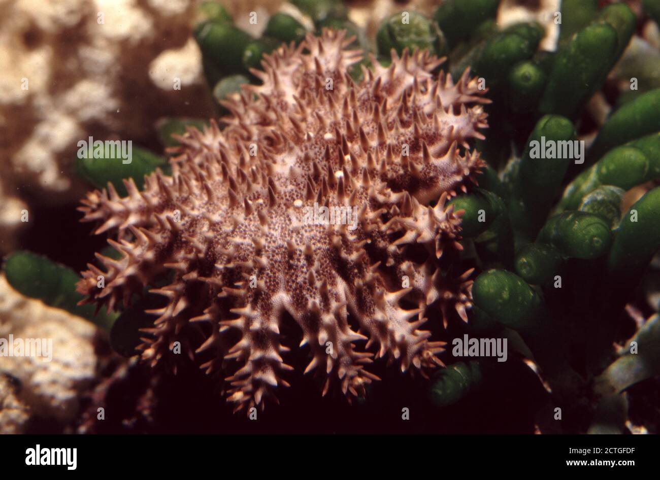 Juveniler Dornenkrone-Seesterne, Acanthaster planci Stockfoto