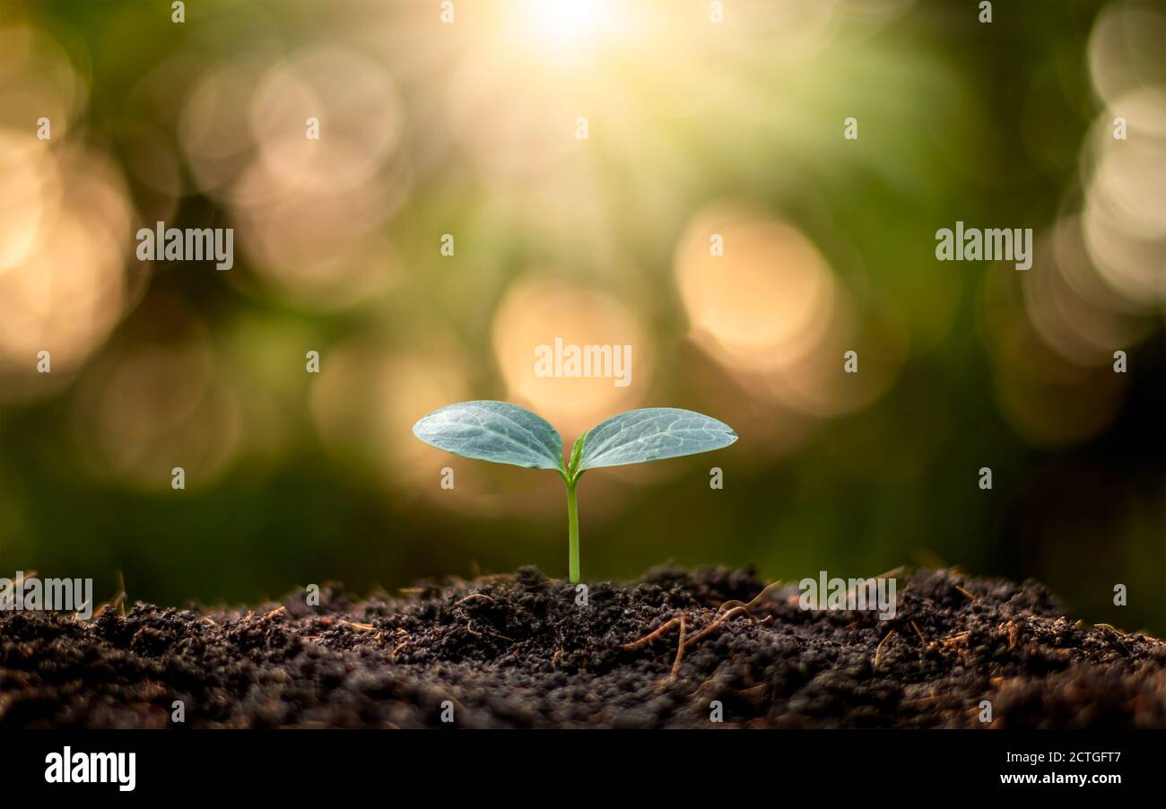 Kleine Bäume mit grünen Blättern, natürlichem Wachstum und Sonnenlicht, das Konzept der Landwirtschaft und nachhaltiges Pflanzenwachstum. Stockfoto