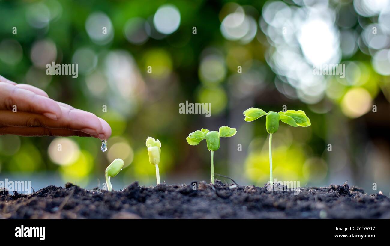 Bäume, die auf fruchtbarem Boden wachsen, das Konzept der Investition für die Landwirtschaft. Stockfoto
