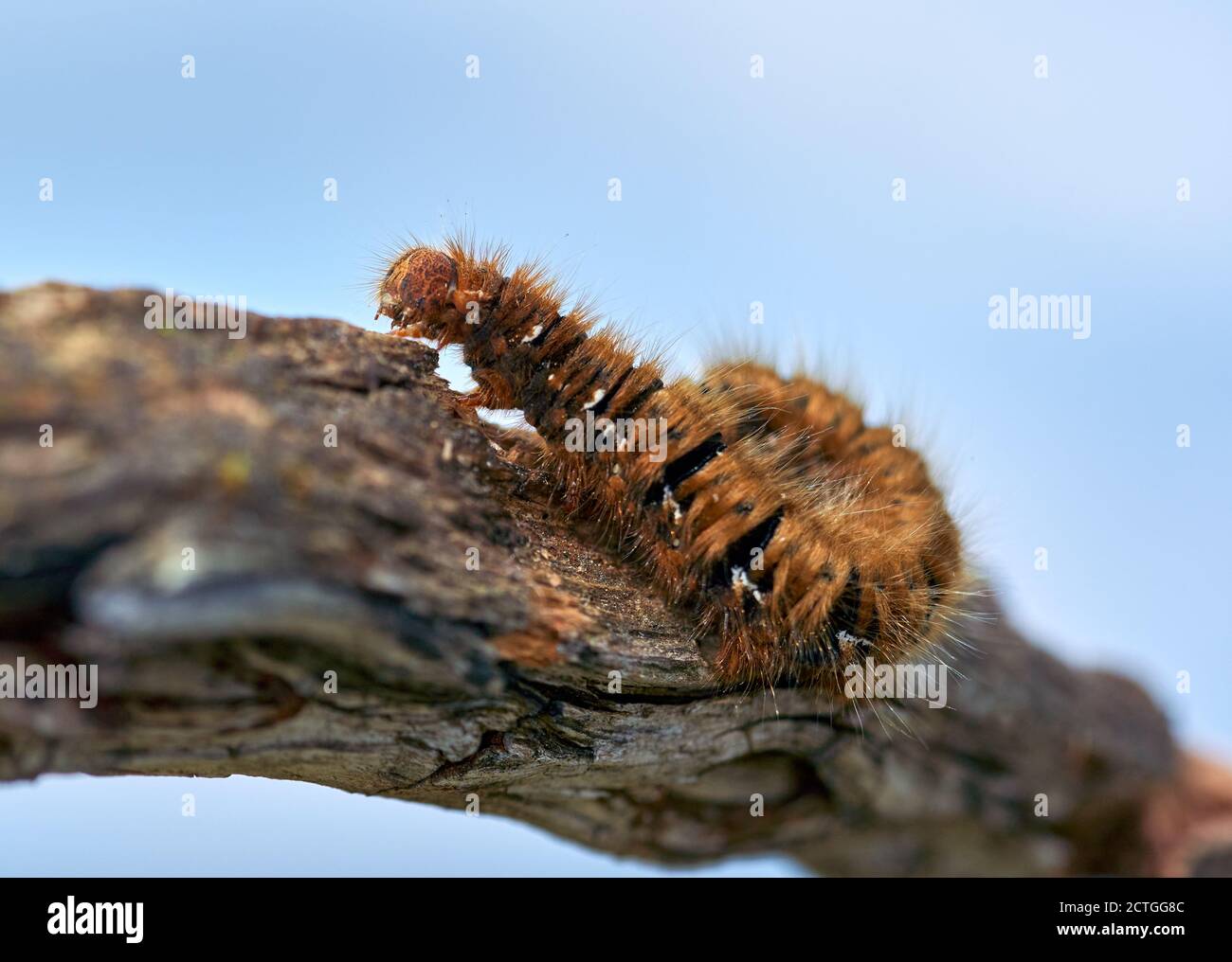 Fuchsmotte Raupe Nahaufnahme auf einem Stück Holz Stockfoto