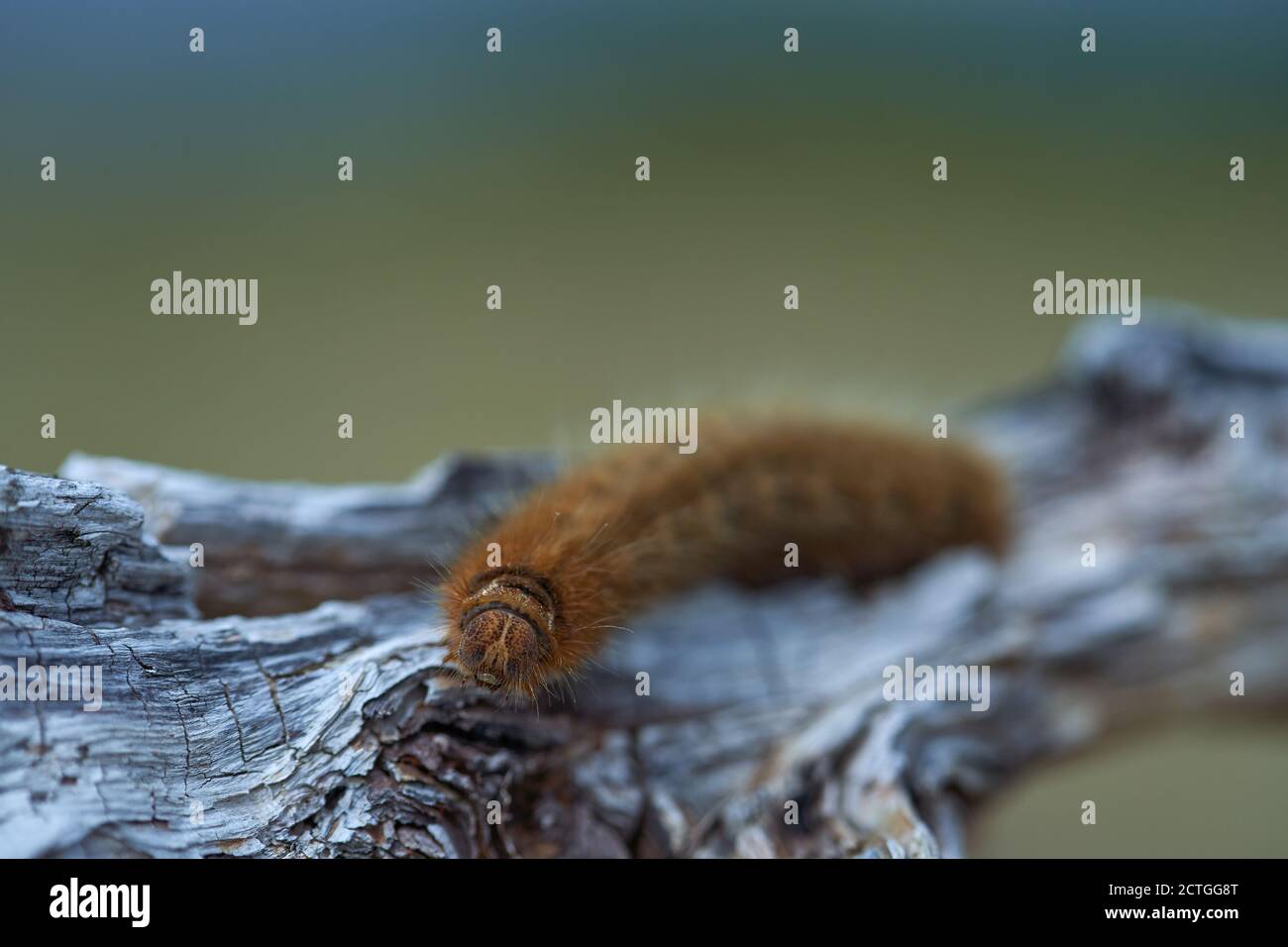 Fuchsmotte Raupe Nahaufnahme auf einem Stück Holz Stockfoto