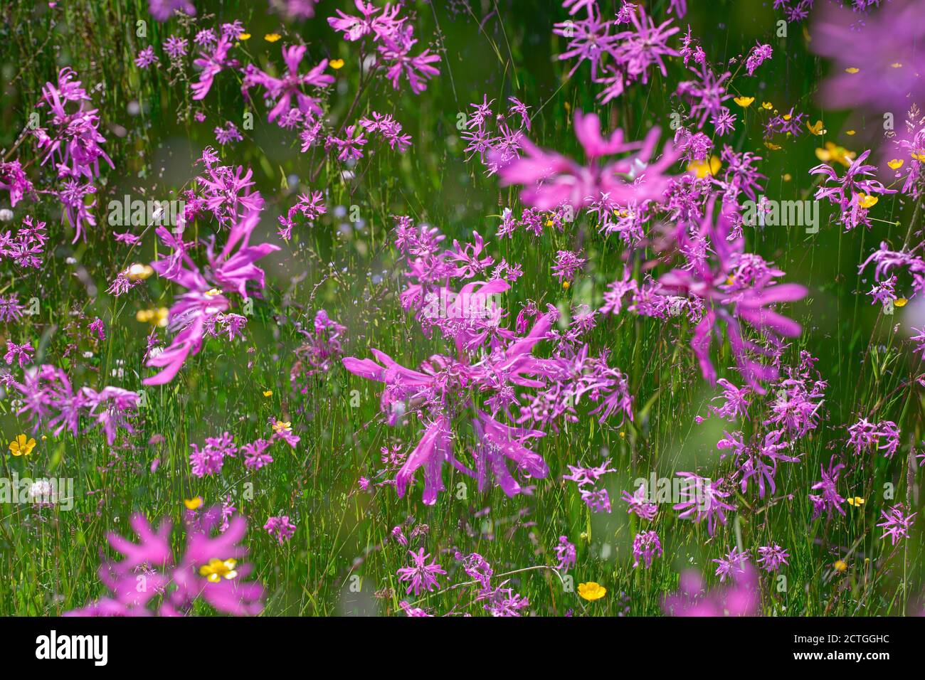 Schropfling (Lychnis flos-cuculi) in der Hochland-Nasswiese, Kielder Water & Forest Park, Northumberland, Großbritannien Stockfoto